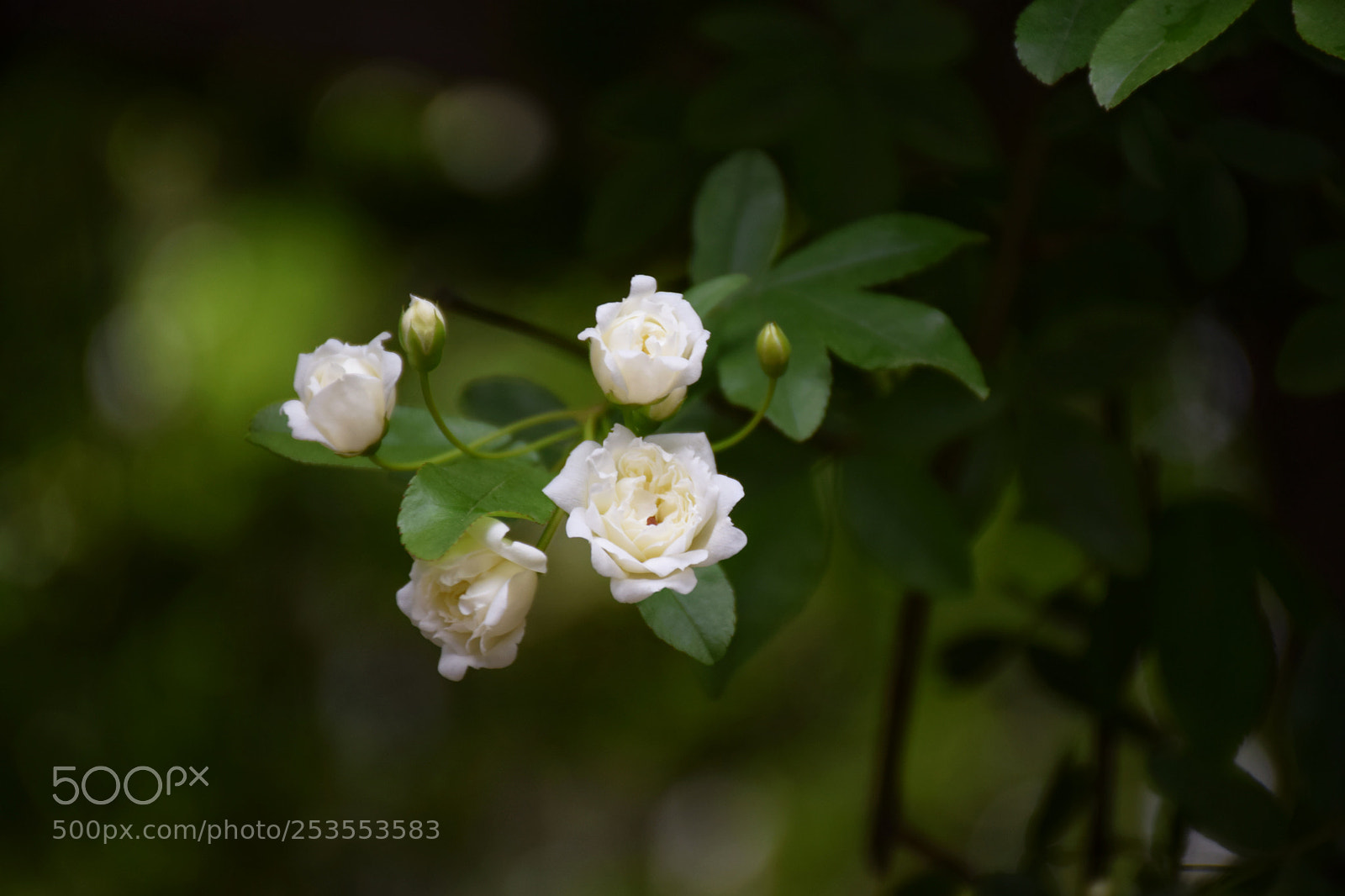 Nikon D5300 sample photo. Untitled photography