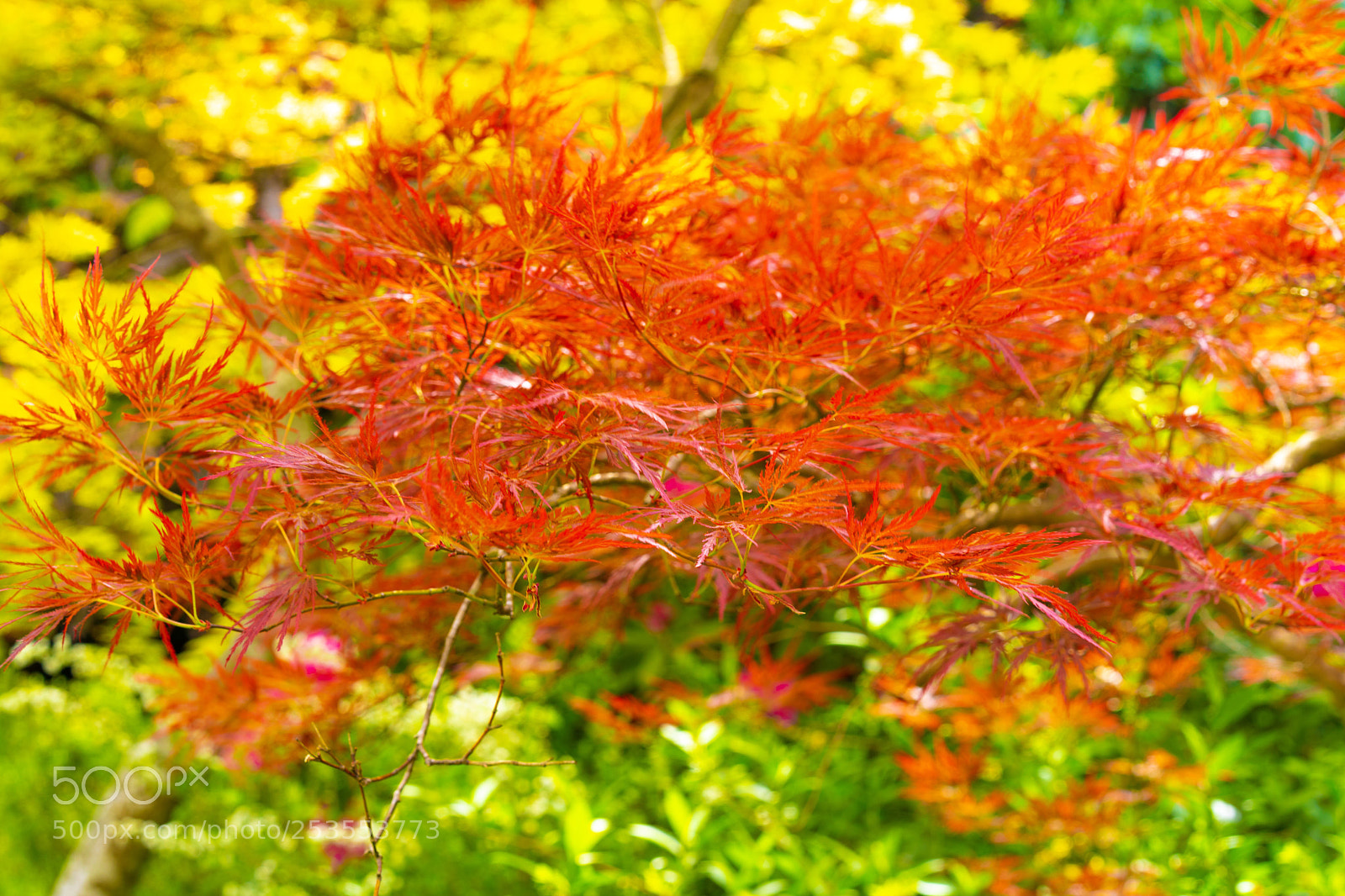 Sony a7 III sample photo. Autumn in spring in photography