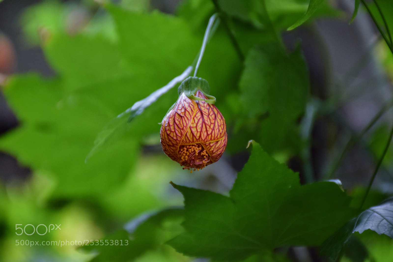 Nikon D5300 sample photo. Untitled photography