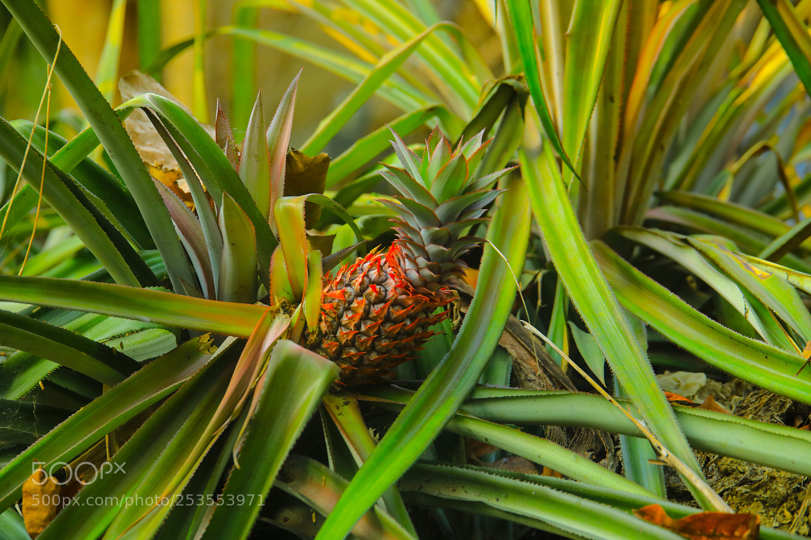 Canon EOS 5D Mark IV sample photo. Untitled photography