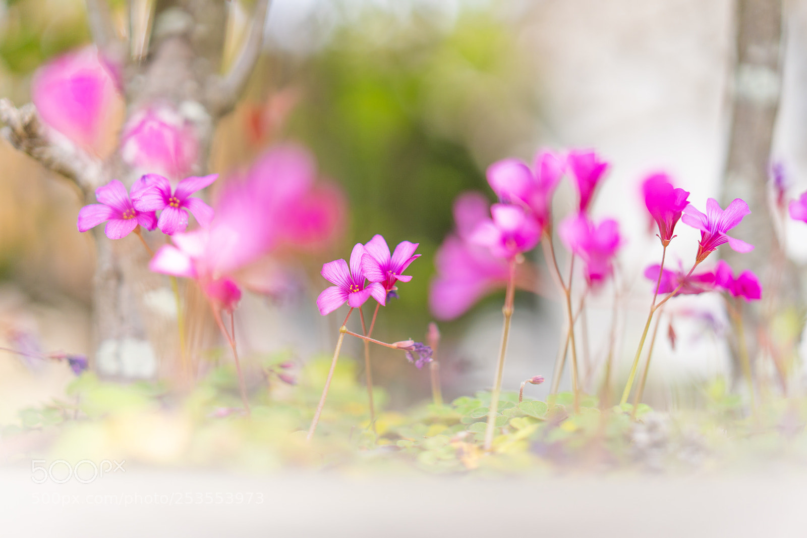 Sony a7 III sample photo. Small flowers in spring photography