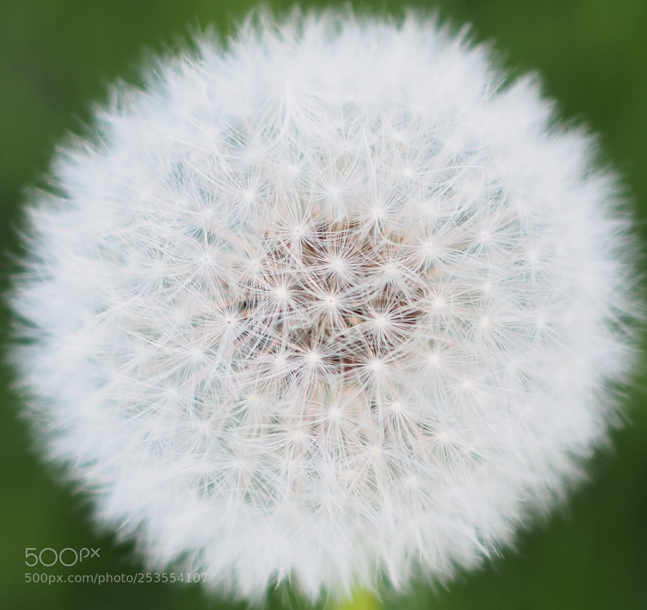 Olympus OM-D E-M5 sample photo. Dandelion clock photography