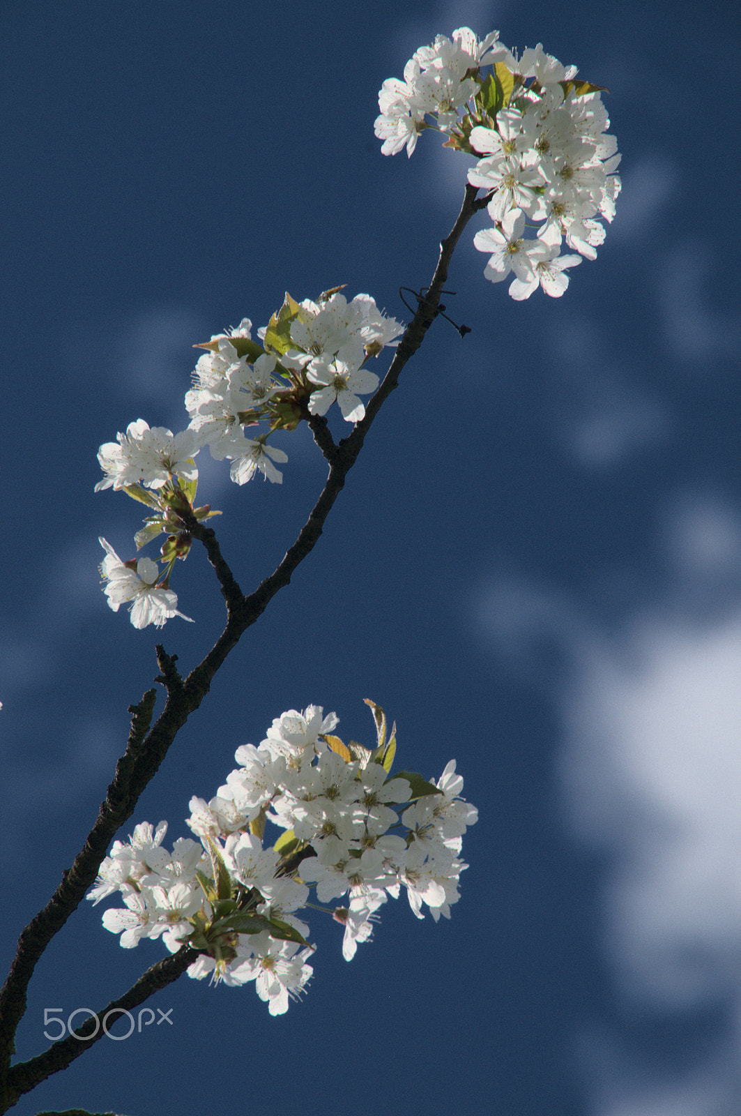 Nikon D300 sample photo. Pear blossom photography