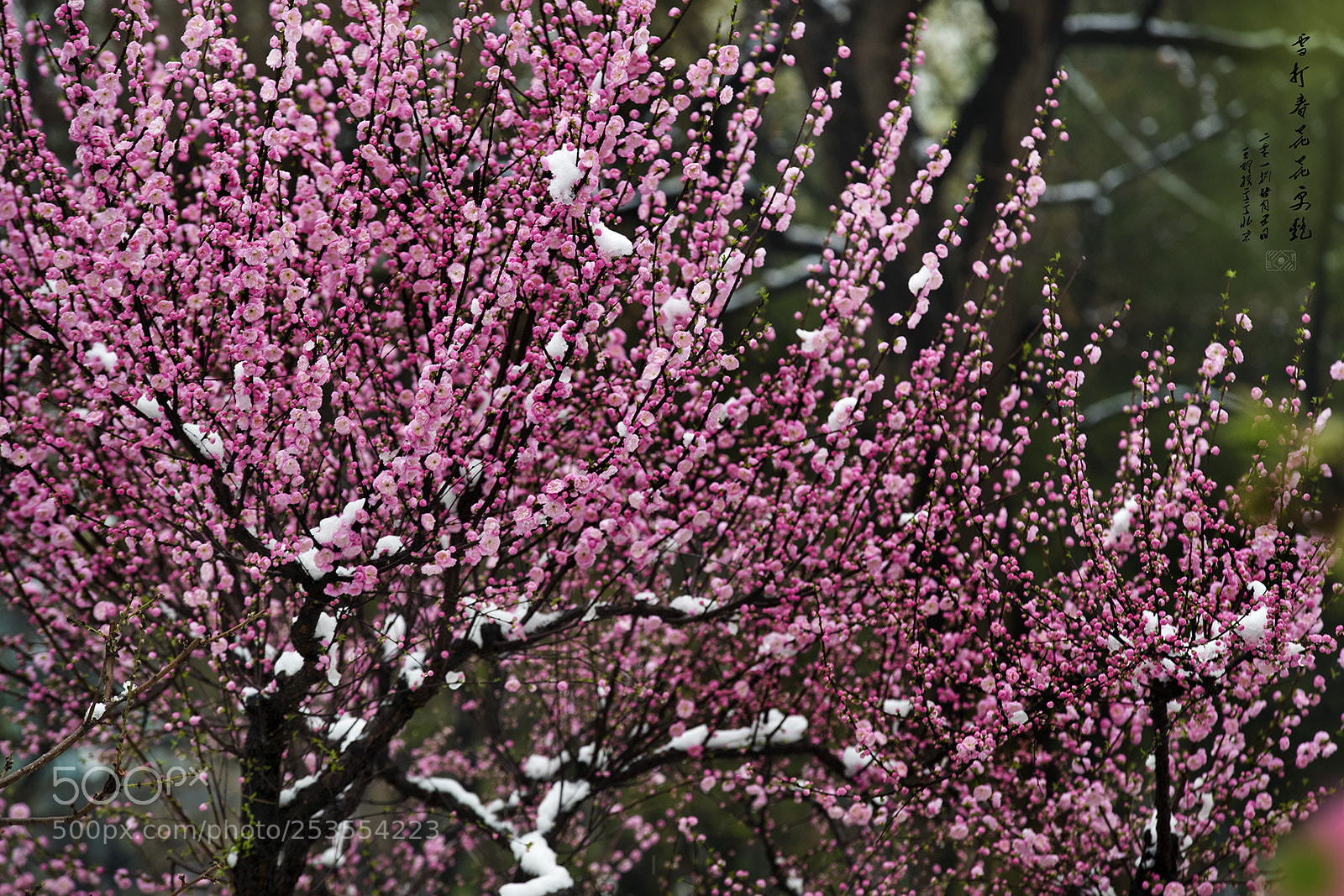 Canon EOS-1D X Mark II sample photo. Snow falls on the photography