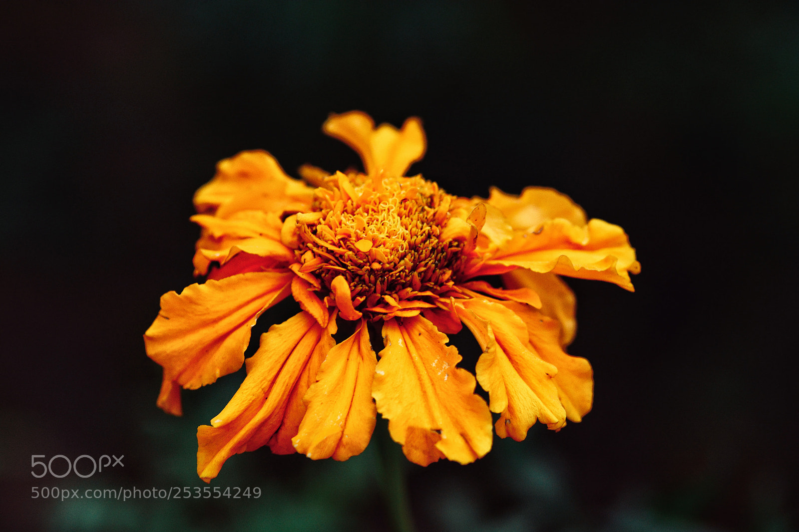 Nikon D7100 sample photo. Untitled photography