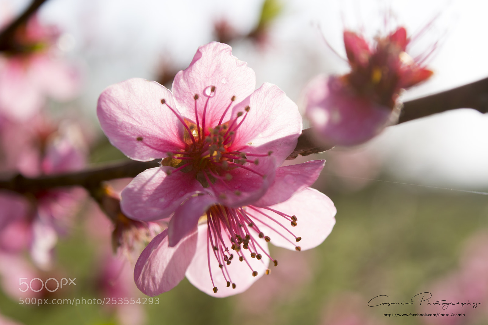 Nikon D5200 sample photo. Apricot flowers photography