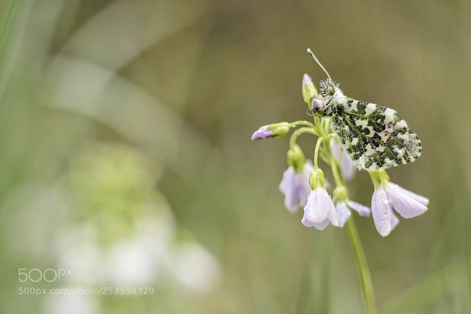 Canon EOS 80D sample photo. Orange tip in natural photography
