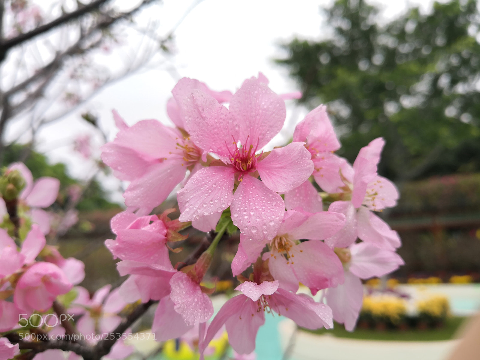 HUAWEI Mate 10 sample photo. 广州樱@宝墨园 ii photography