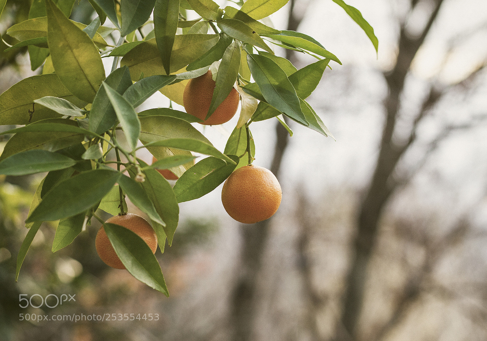 Canon EOS 7D sample photo. Autumn memories photography