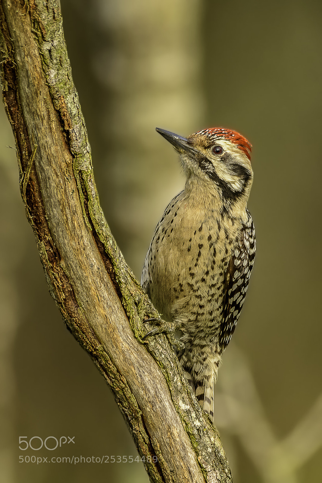 Nikon D7100 sample photo. Ladder-backed woodpecker photography