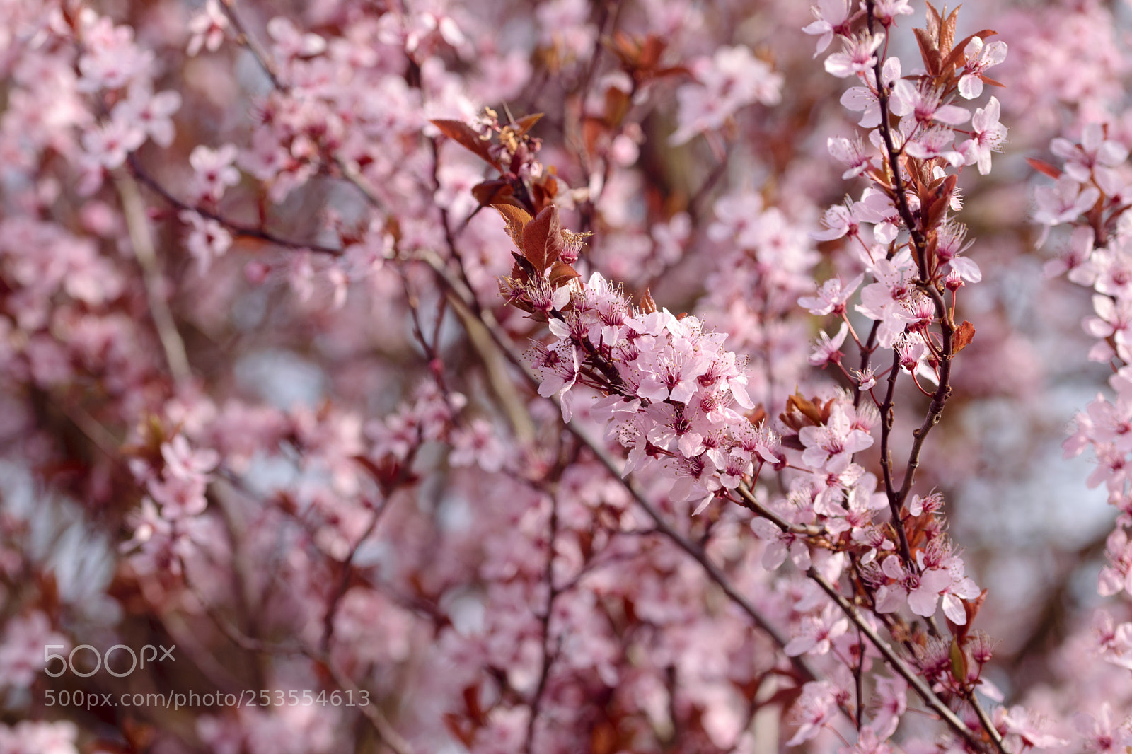 Nikon D5300 sample photo. Cherry blossems photography