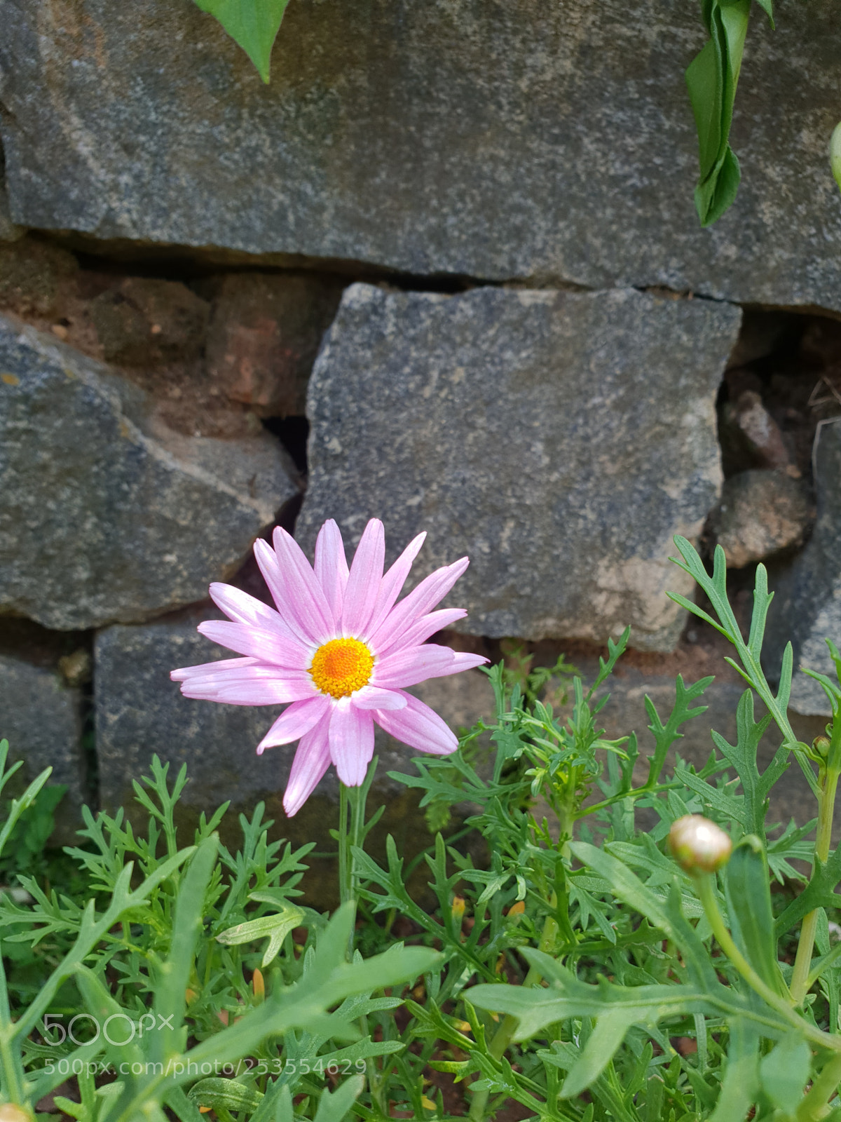 Samsung Galaxy S9+ sample photo. A lone flower photography