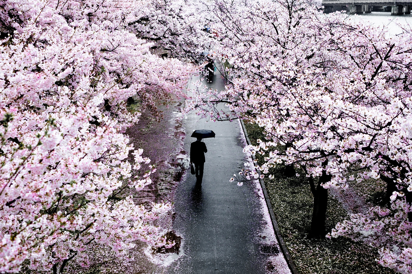 Fujifilm X-T10 sample photo. Sakura in japan photography