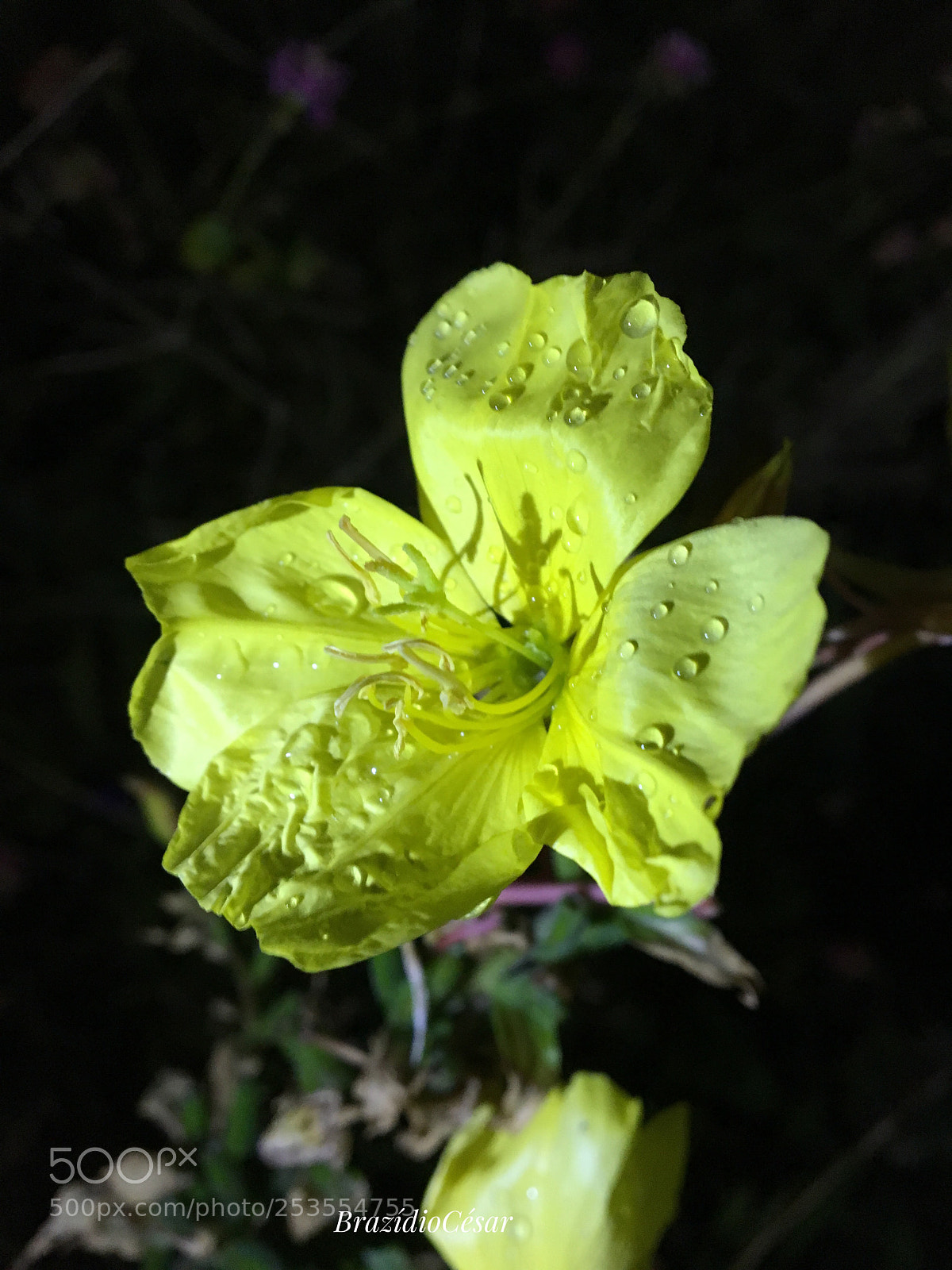 Apple iPhone 6s sample photo. Untitled photography