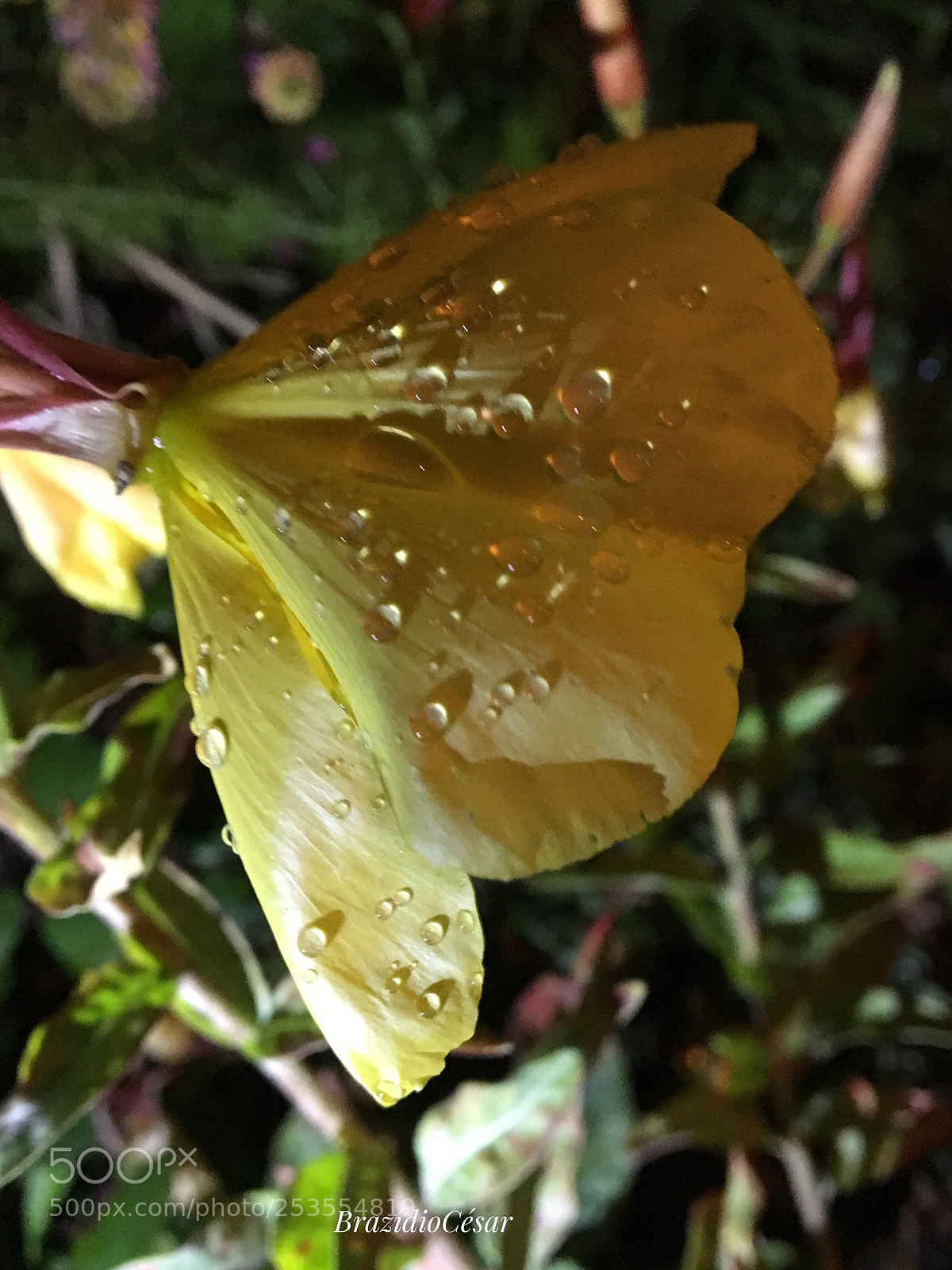 Apple iPhone 6s sample photo. Untitled photography