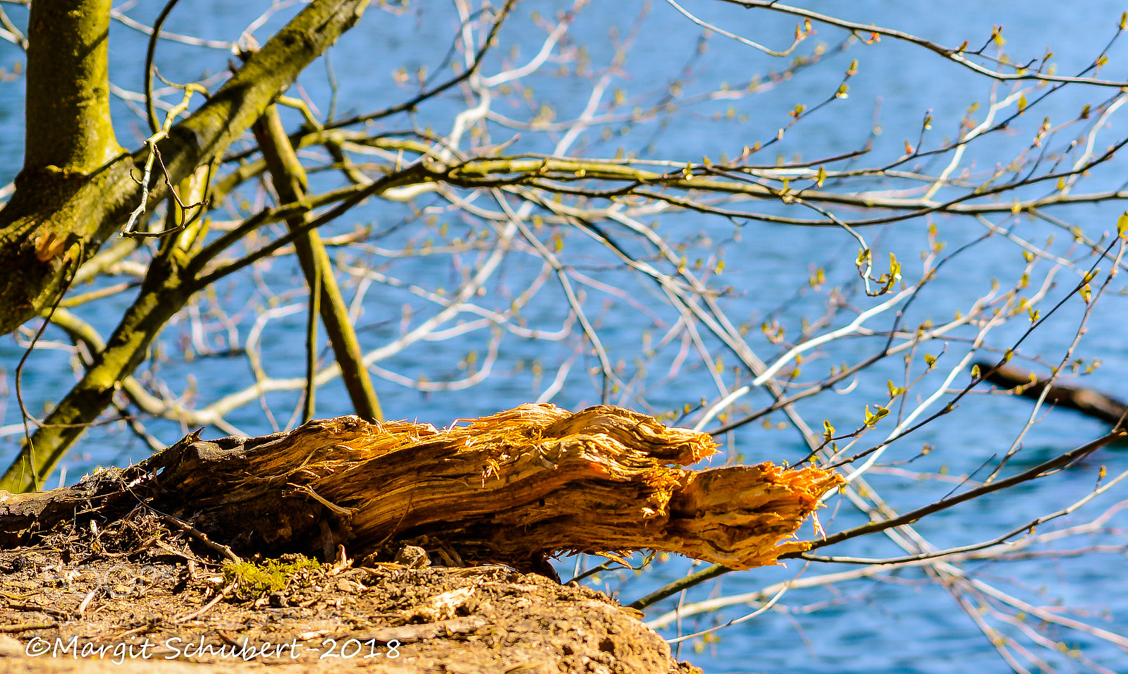 Nikon D5100 sample photo. Drift wood photography