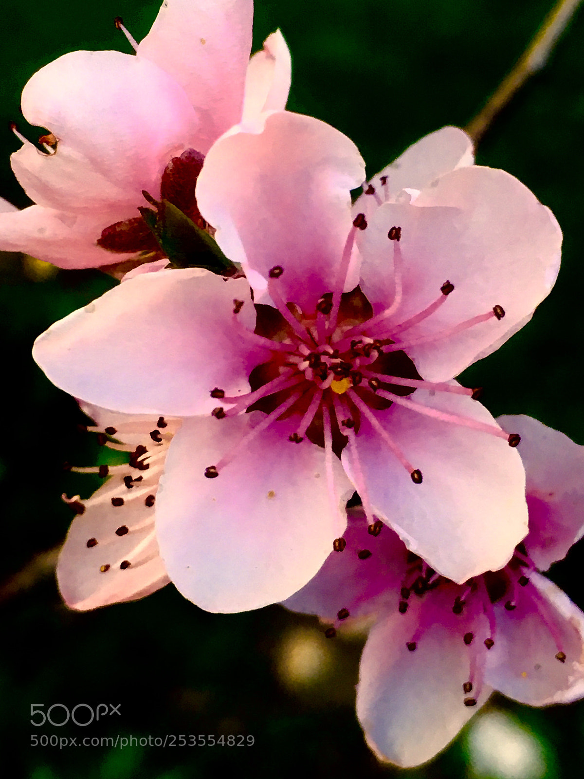Apple iPhone SE sample photo. Pfirsichblüte  photography