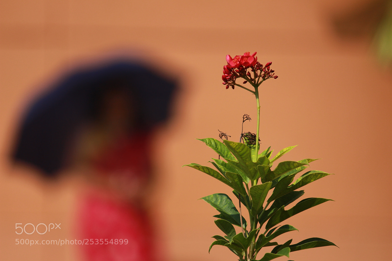 Canon EF-S 55-250mm F4-5.6 IS II sample photo. Untitled photography