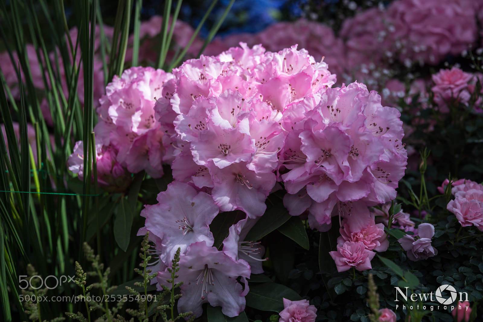 Nikon D7200 sample photo. Flowers photography