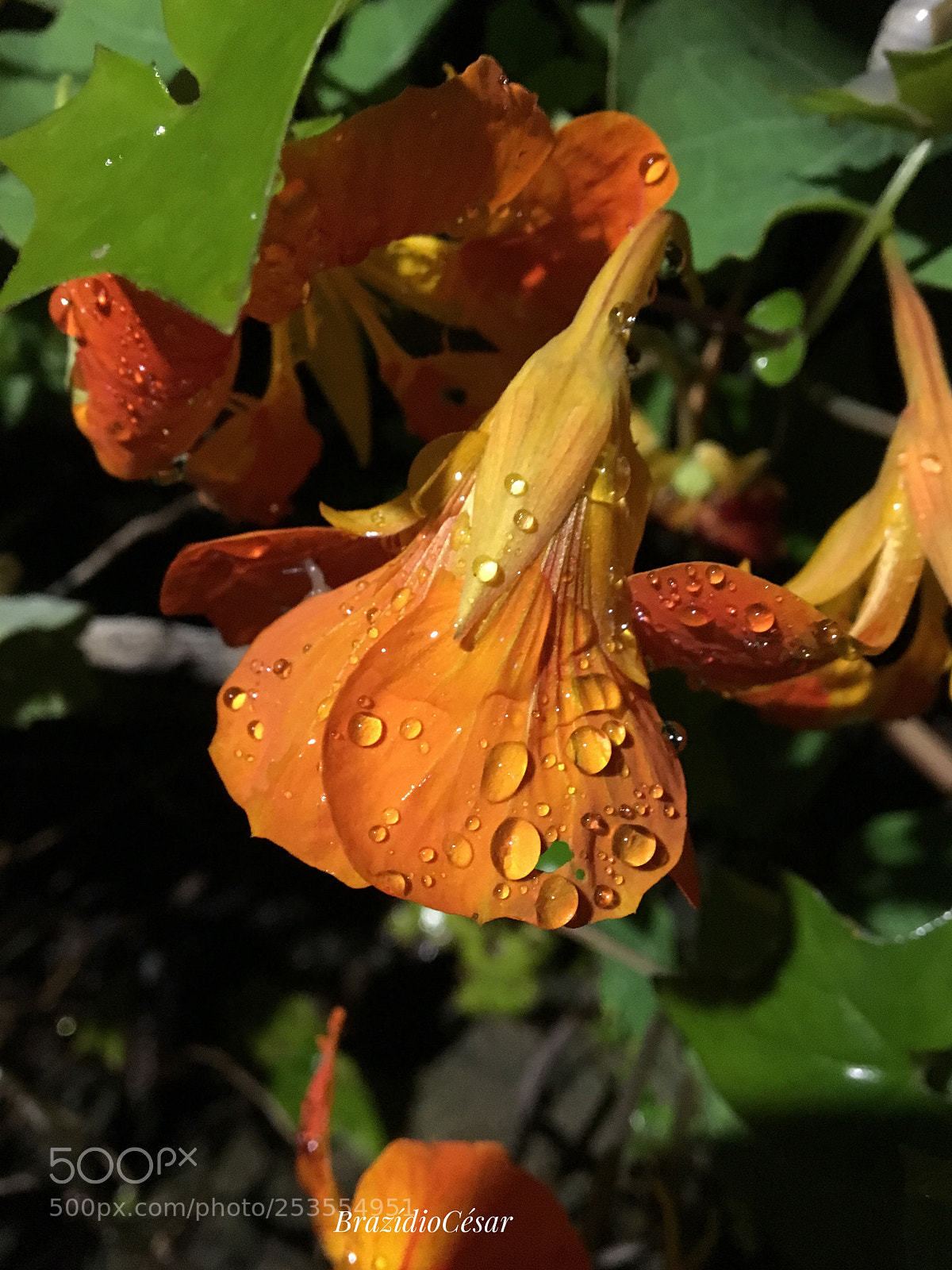 Apple iPhone 6s sample photo. Untitled photography
