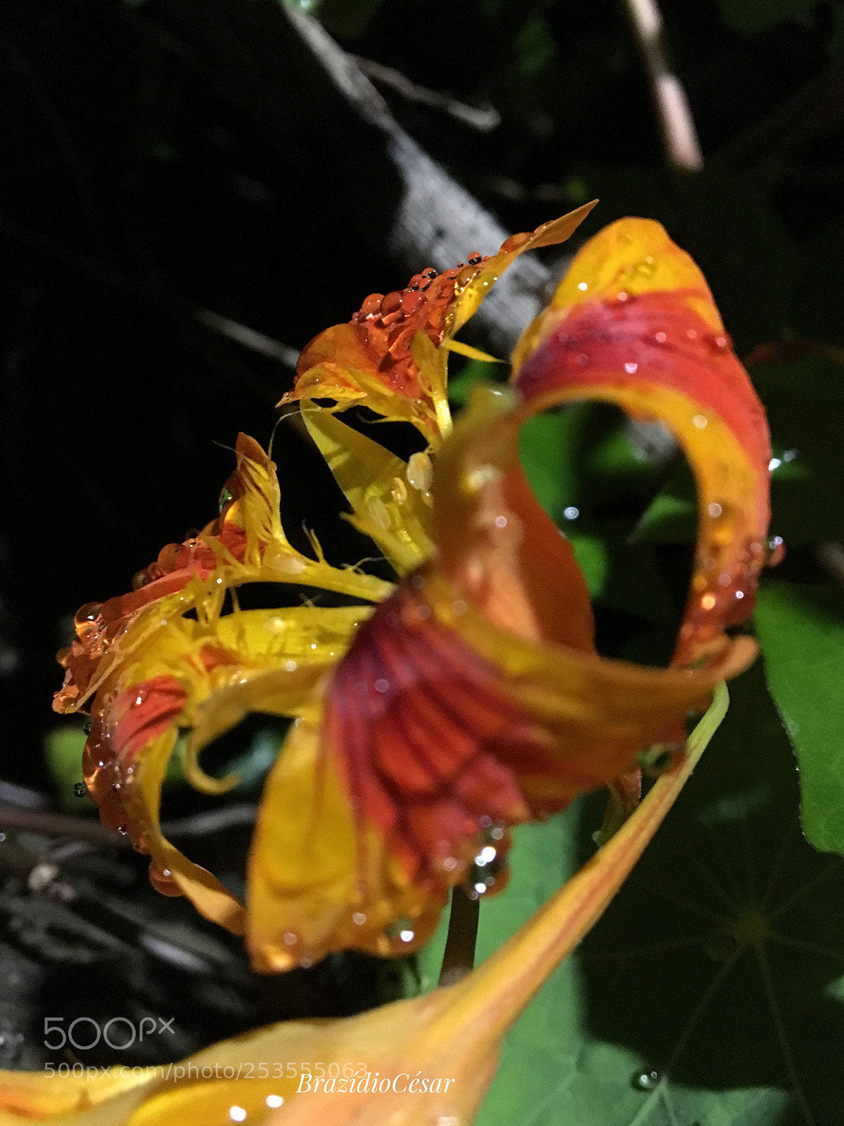 Apple iPhone 6s sample photo. Untitled photography