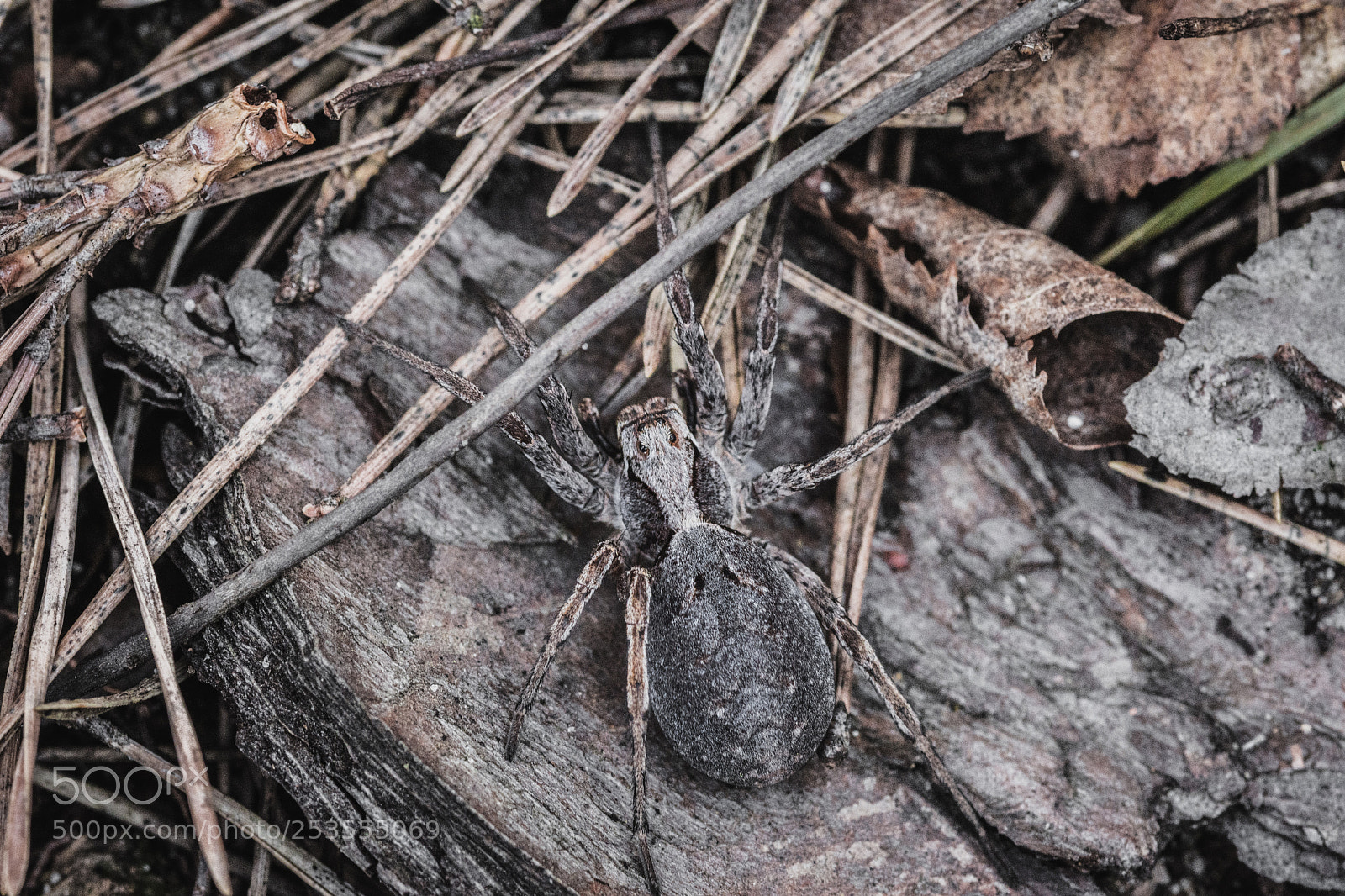 Nikon D7200 sample photo. Spider photography
