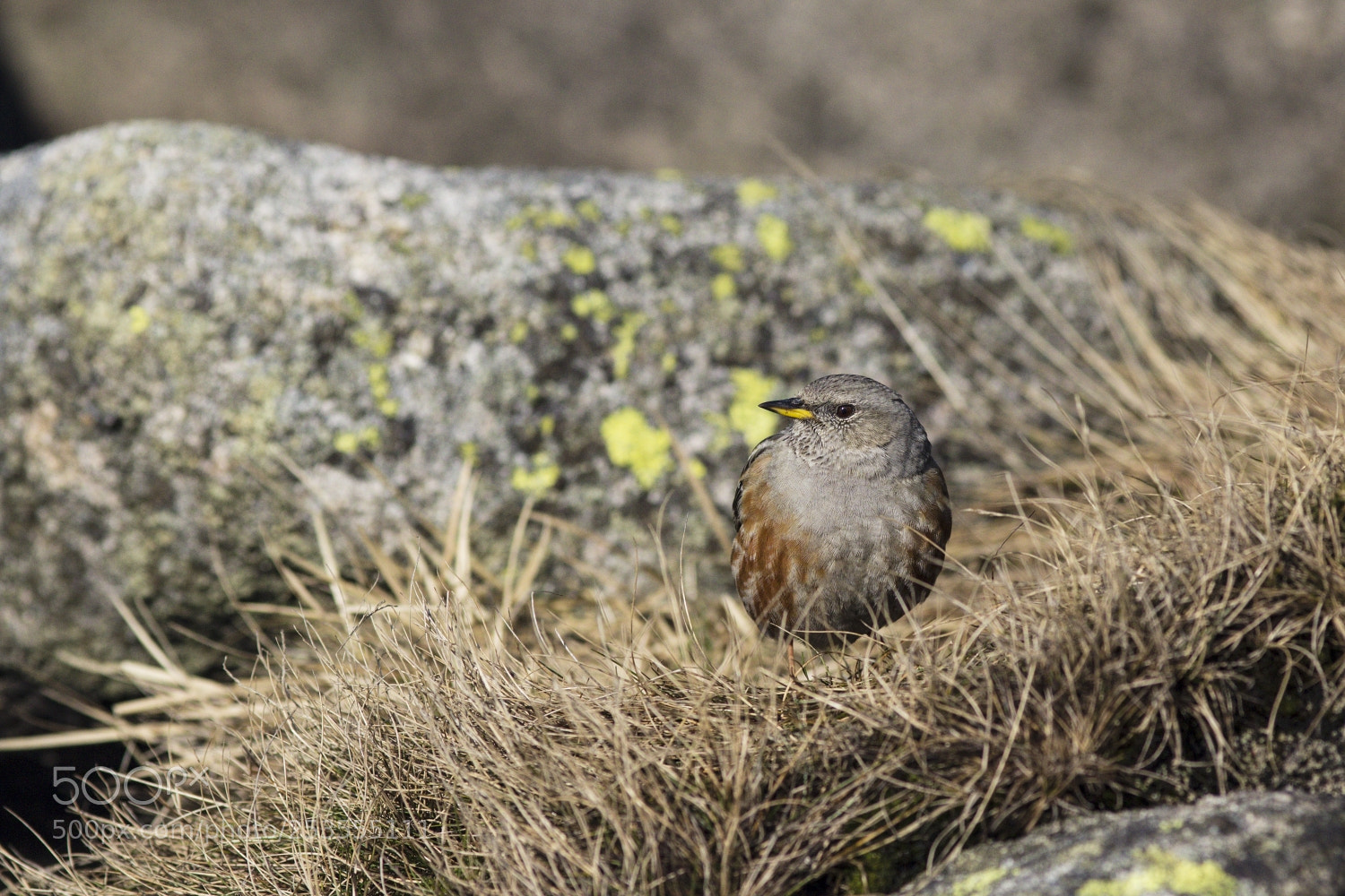 Canon EOS 600D (Rebel EOS T3i / EOS Kiss X5) sample photo. Alpine accentor photography