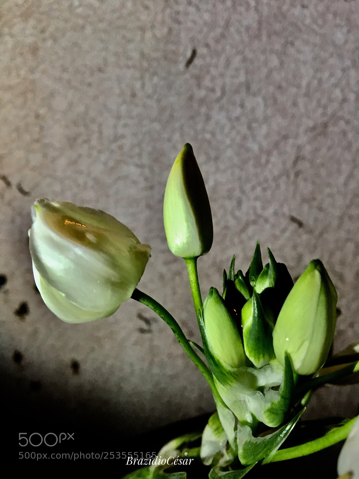 Apple iPhone 6s sample photo. Untitled photography