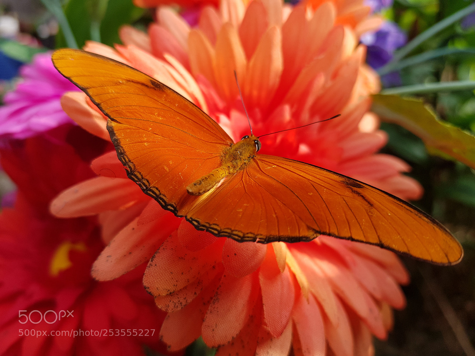 Samsung Galaxy S8 sample photo. Butterfly photography