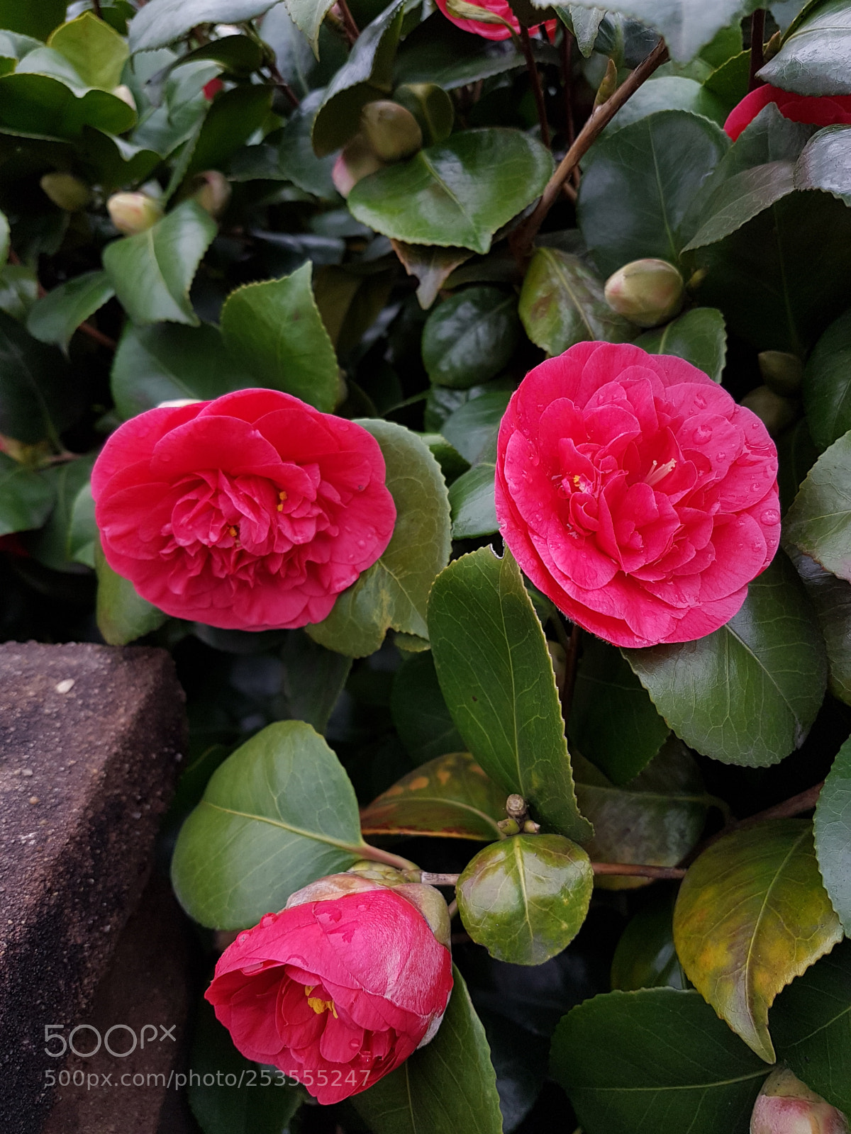 Samsung Galaxy S7 sample photo. Au naturelle photography