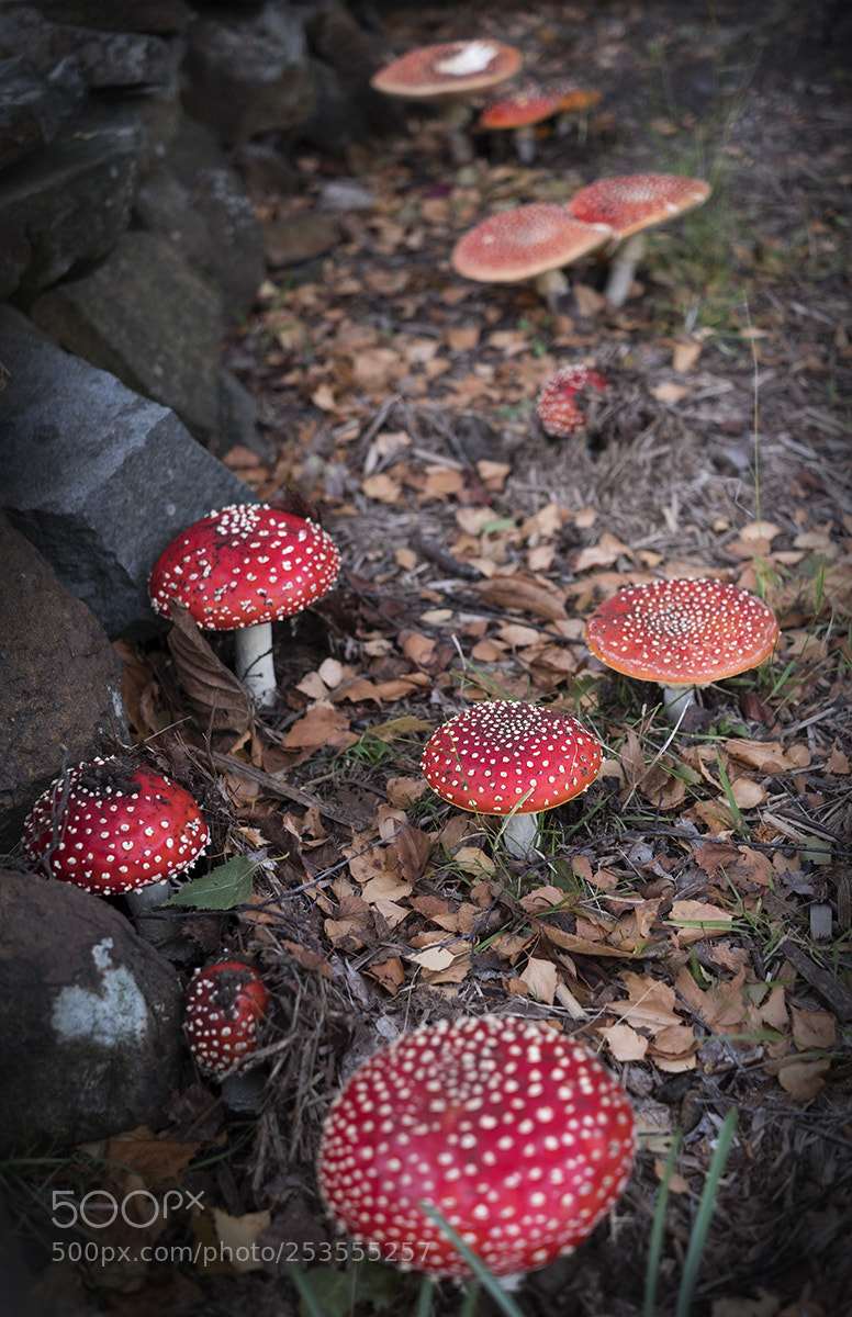 Fujifilm X-T20 sample photo. Amanita muscaria red with photography