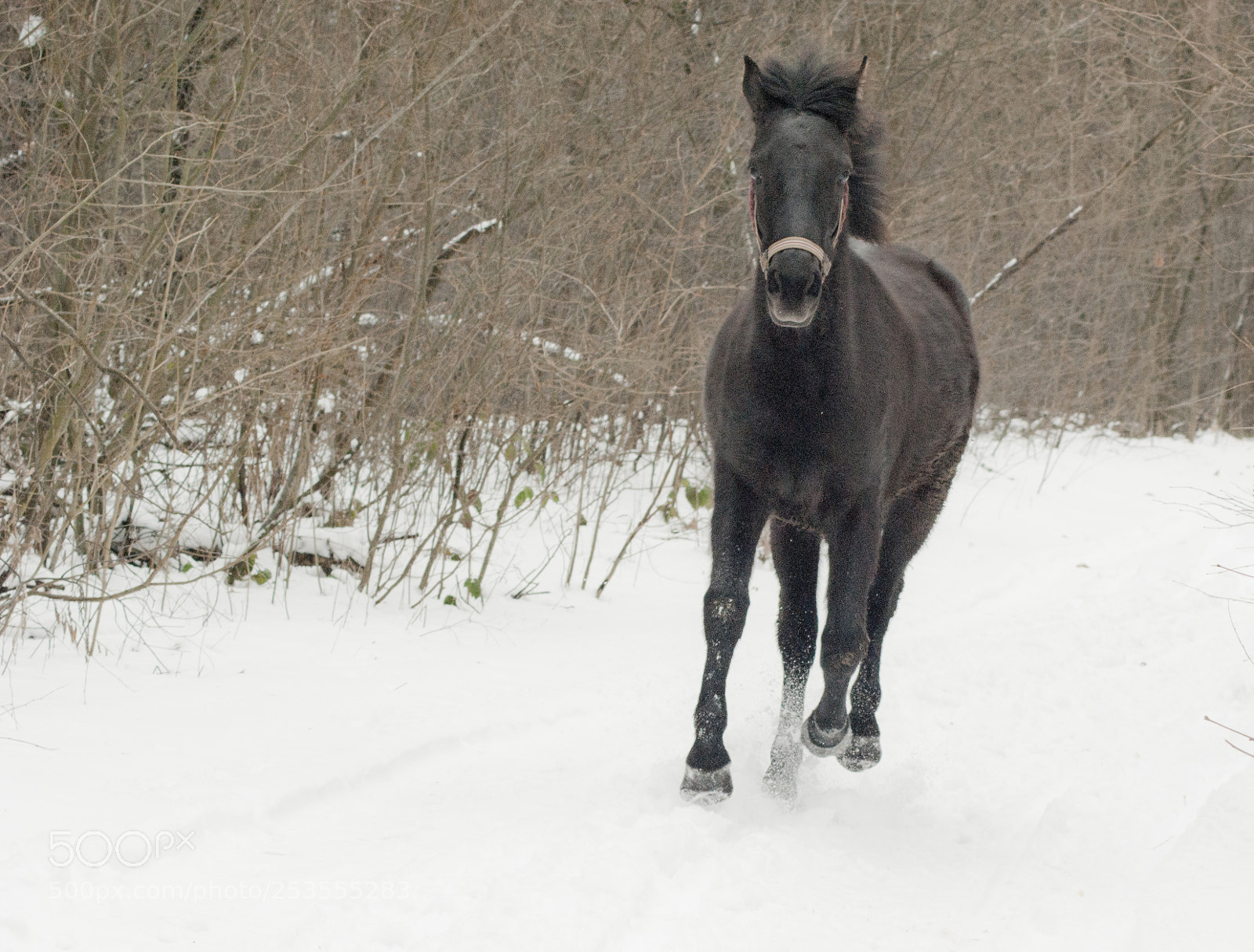 Sony Alpha DSLR-A390 sample photo. Horse in the snow photography