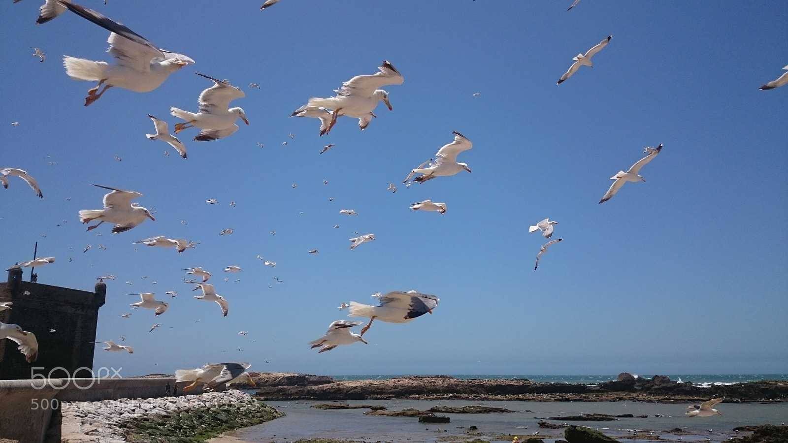 Sony Xperia Z2 sample photo. Seagulls flock photography