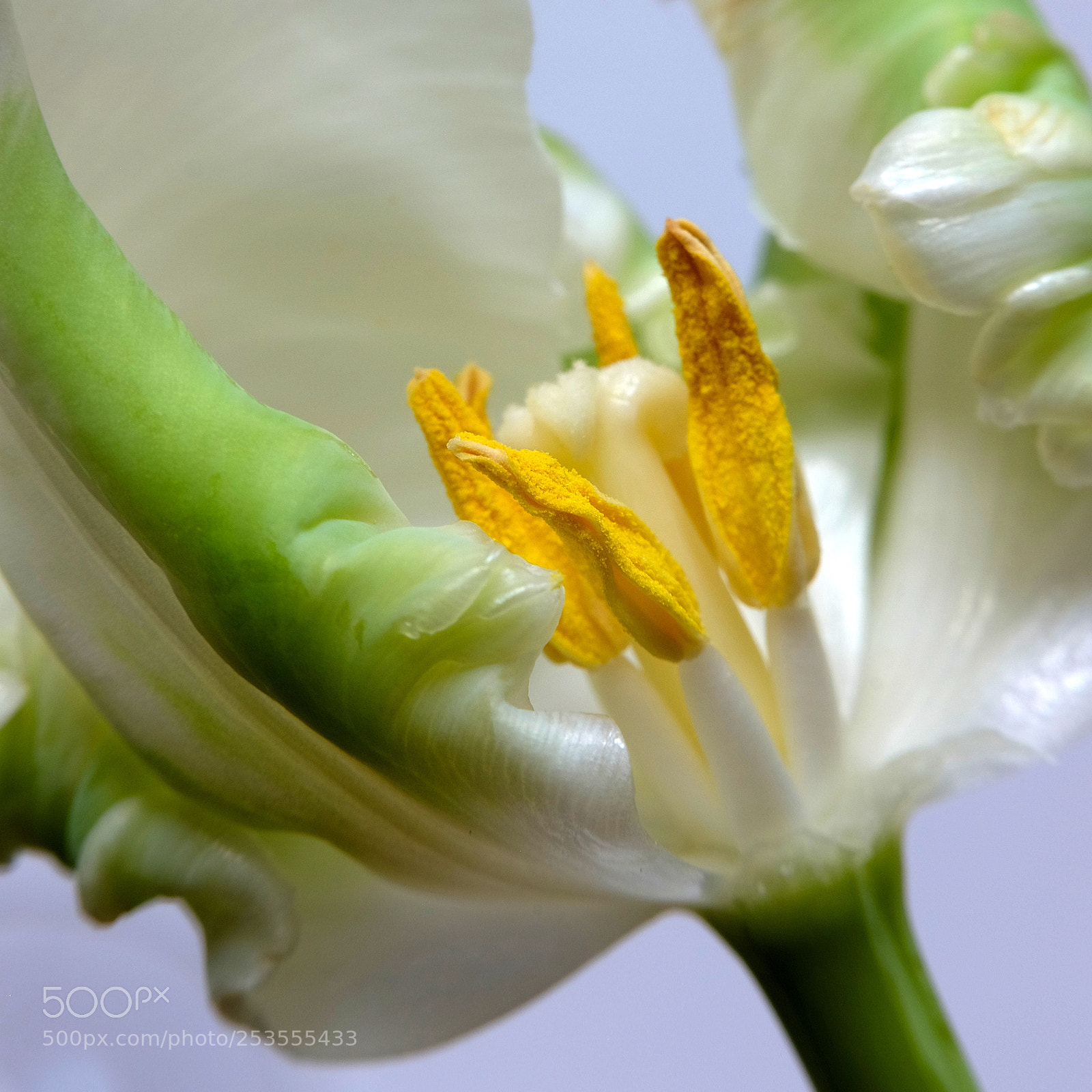 Fujifilm X-M1 sample photo. 3663-tuli photography