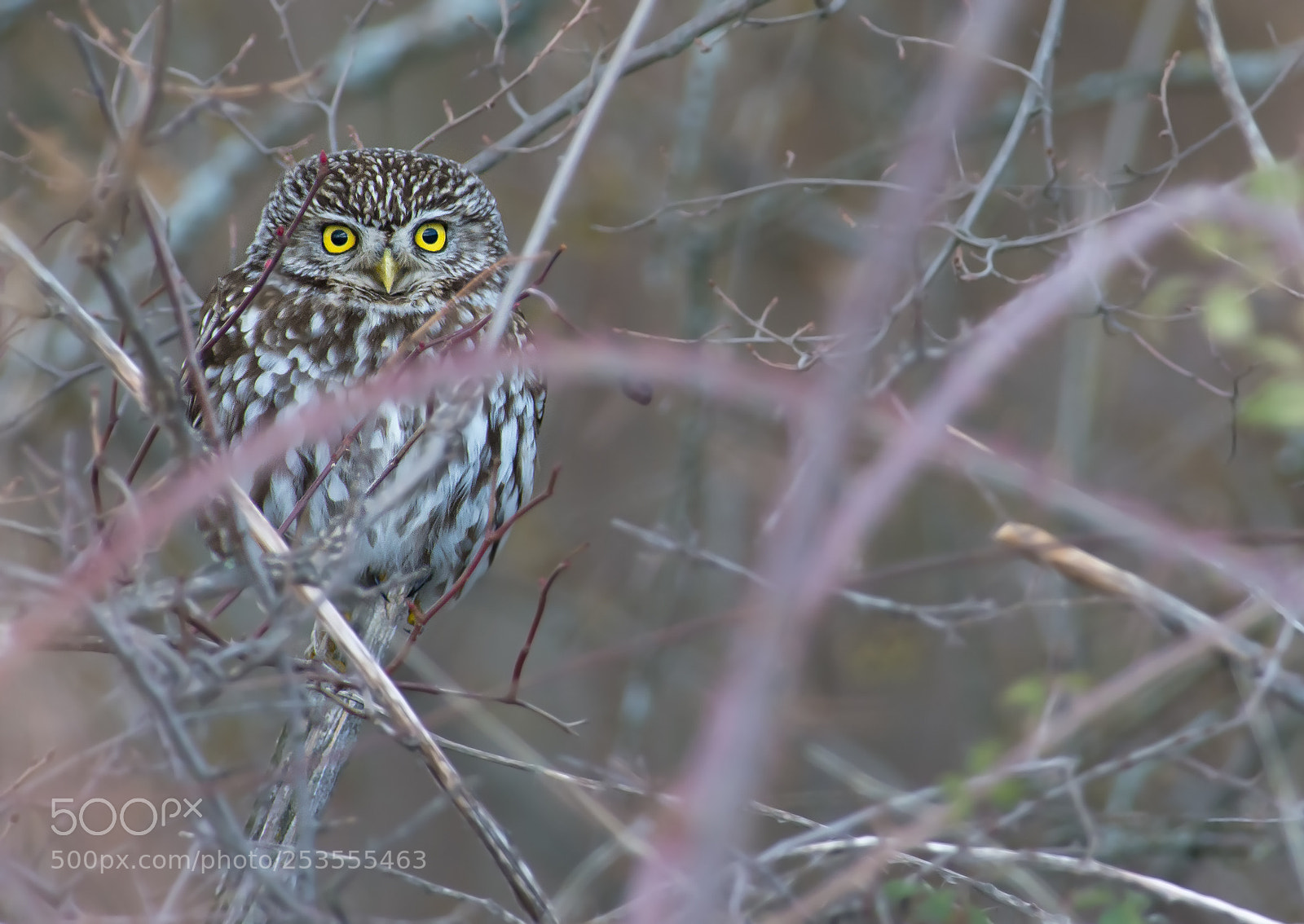 Nikon D7100 sample photo. Those eyes... photography