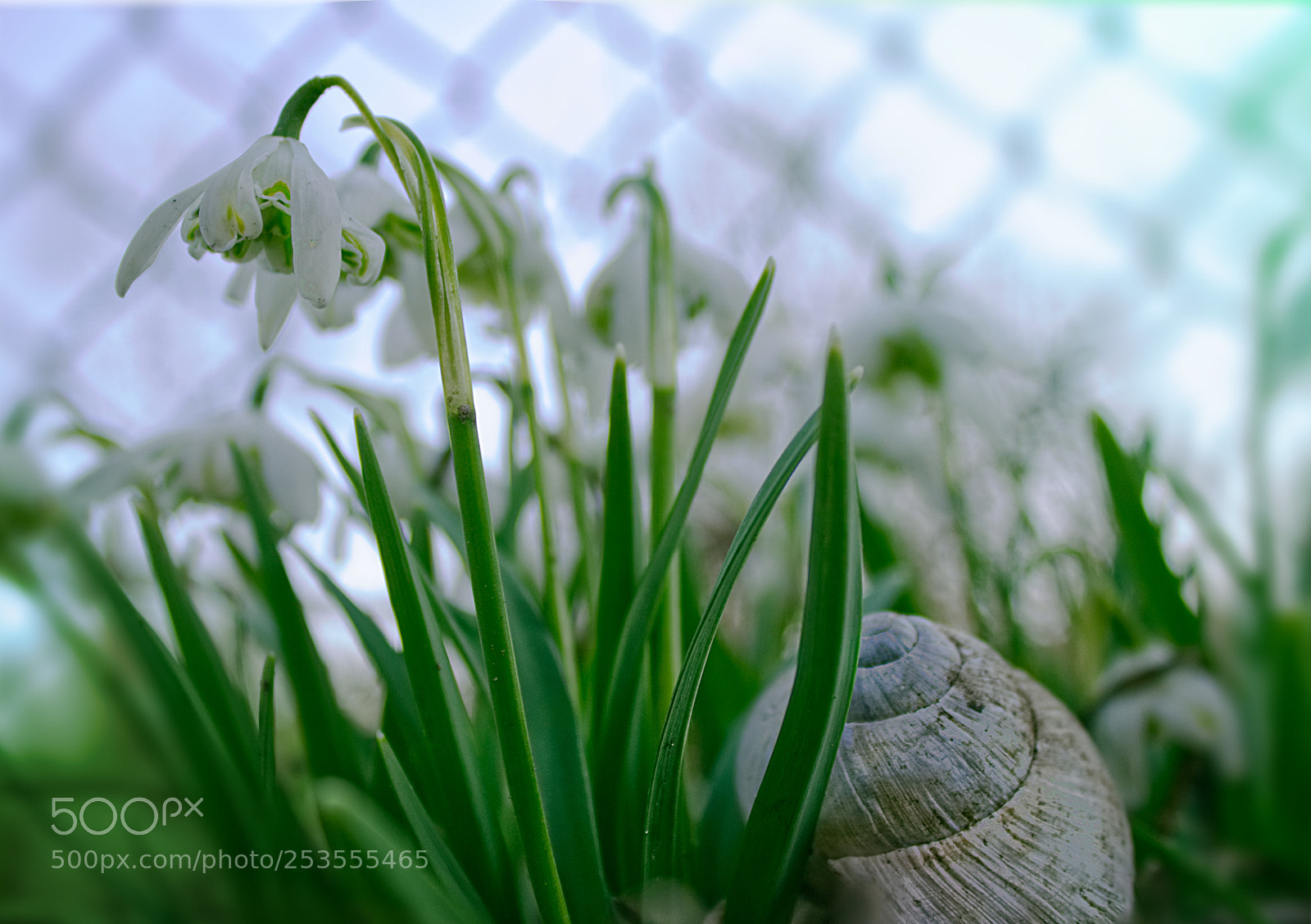 Canon EOS 600D (Rebel EOS T3i / EOS Kiss X5) sample photo. Snowdrops and shell photography