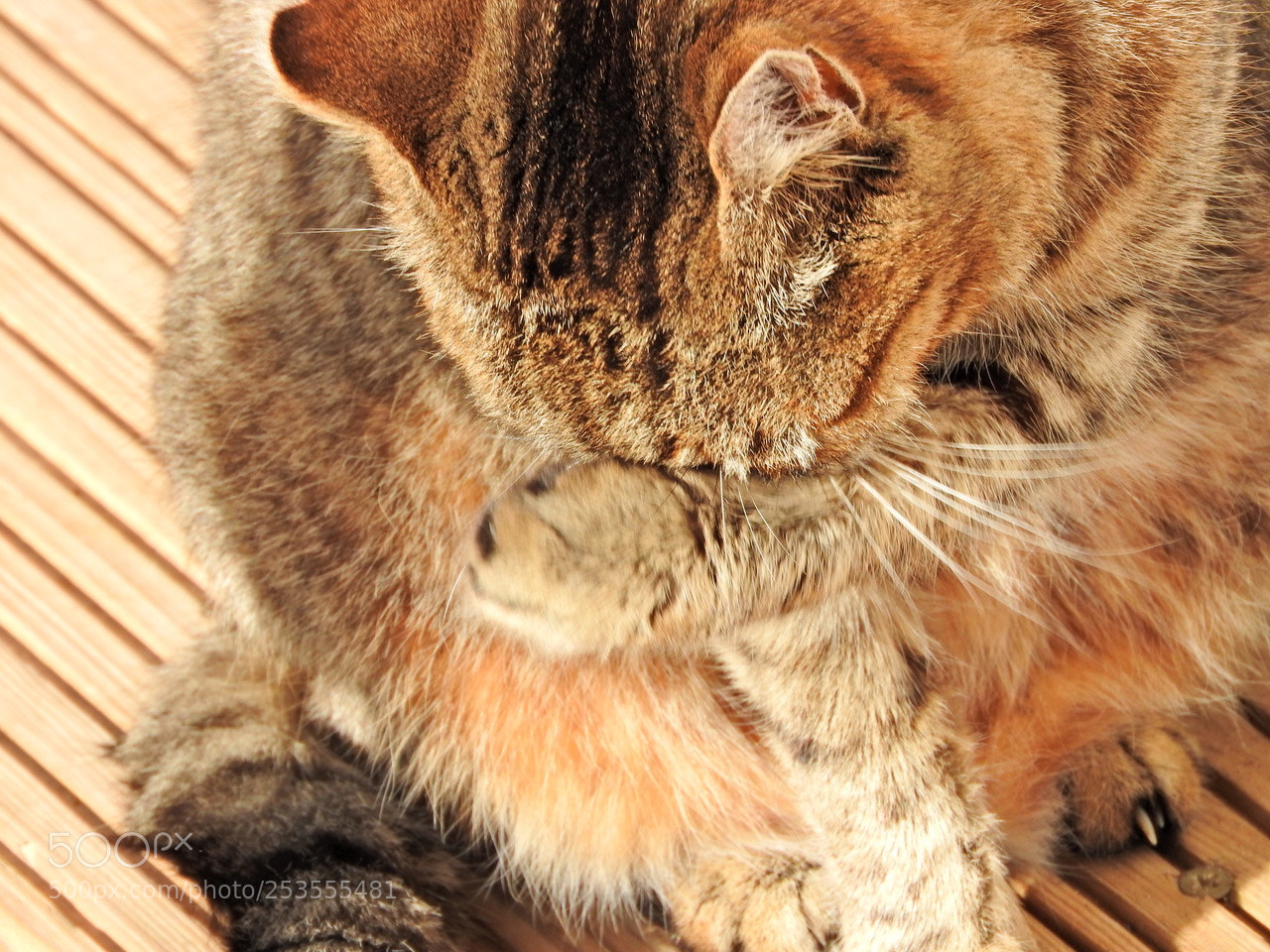 Nikon Coolpix P610 sample photo. Toilette de chat #e photography