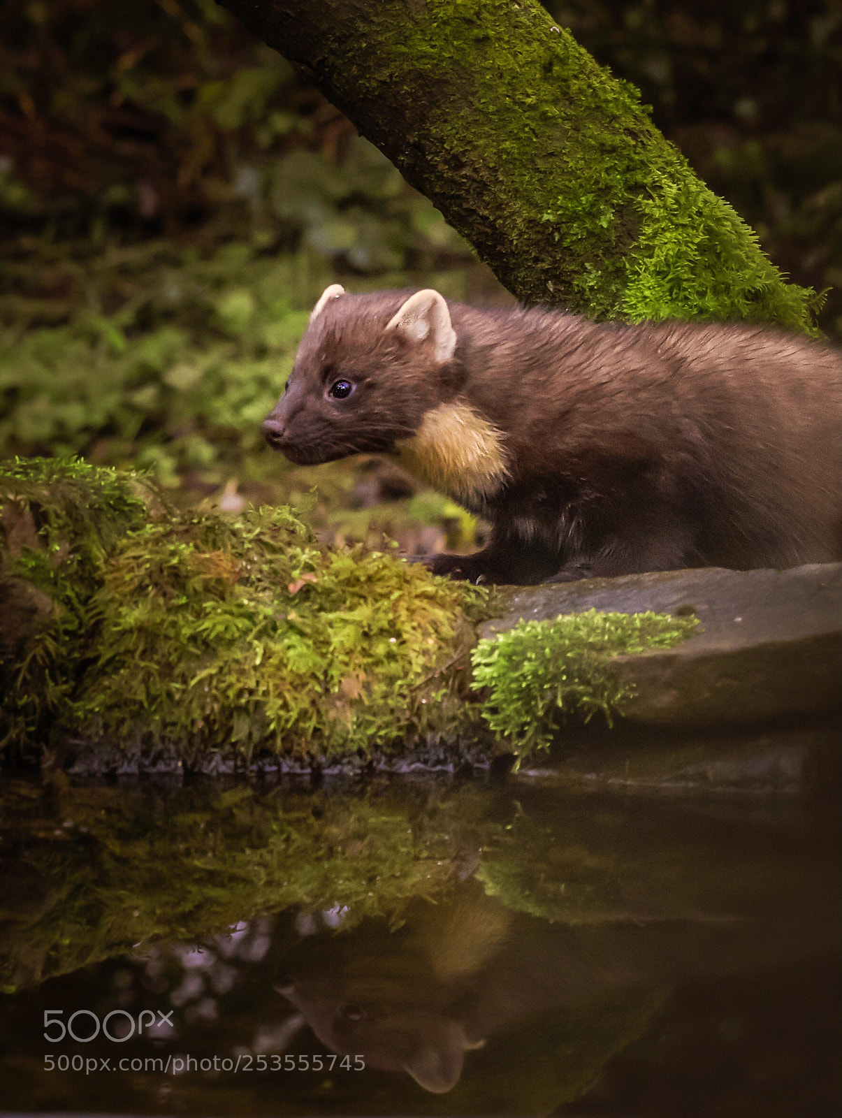 Canon EOS 5D Mark IV sample photo. Pine martin  photography