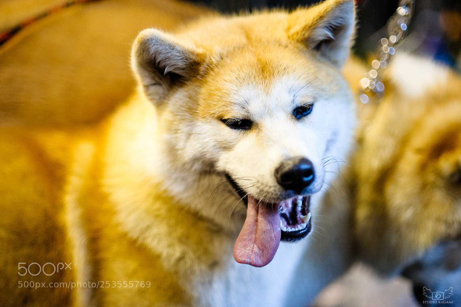 Nikon D700 sample photo. Animal #75 photography