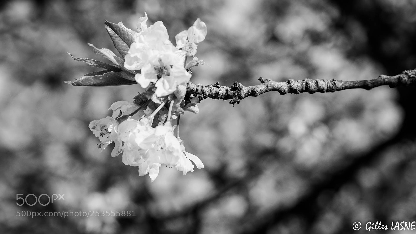 Nikon D750 sample photo. Fleur de cerisier photography