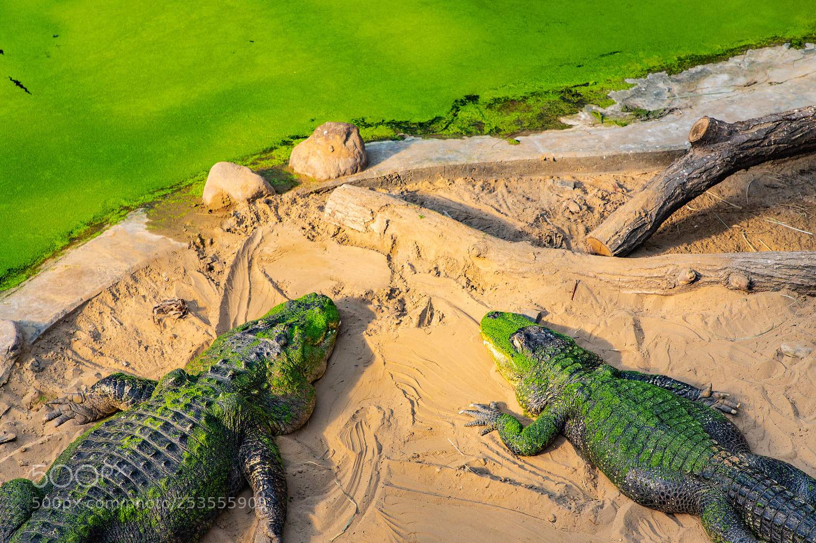 Canon EOS 6D Mark II sample photo. Crocodile spa photography