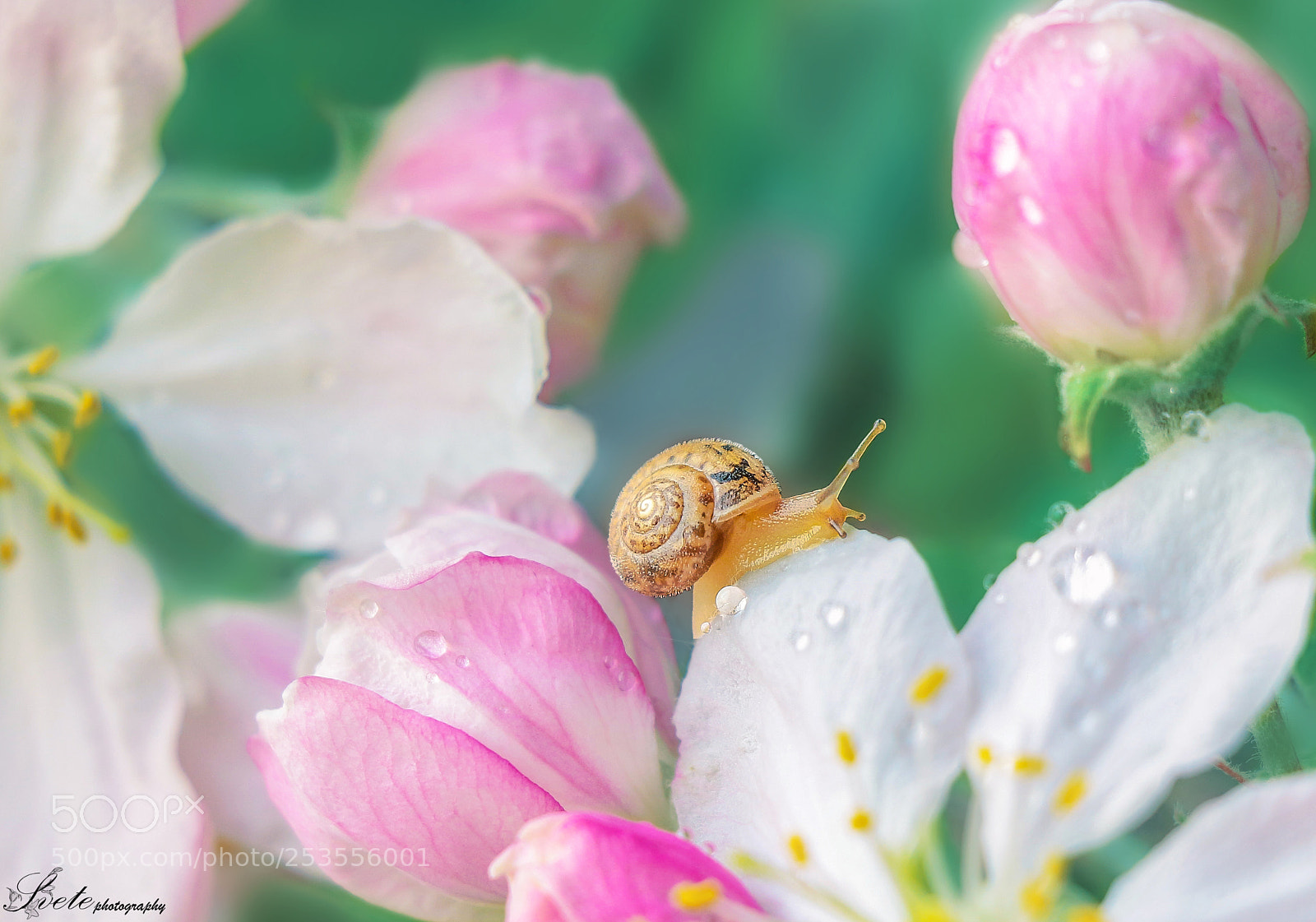 Canon EOS 700D (EOS Rebel T5i / EOS Kiss X7i) sample photo. Tiny snail photography