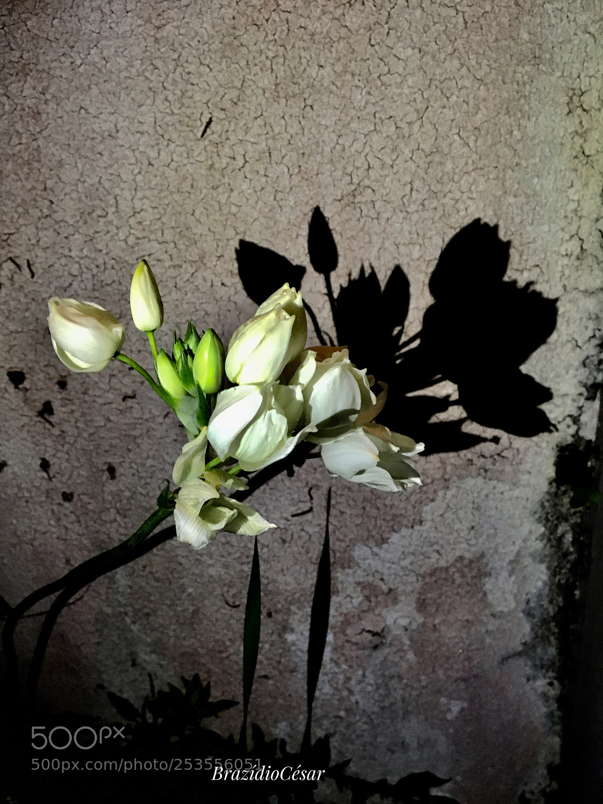 Apple iPhone 6s sample photo. Untitled photography
