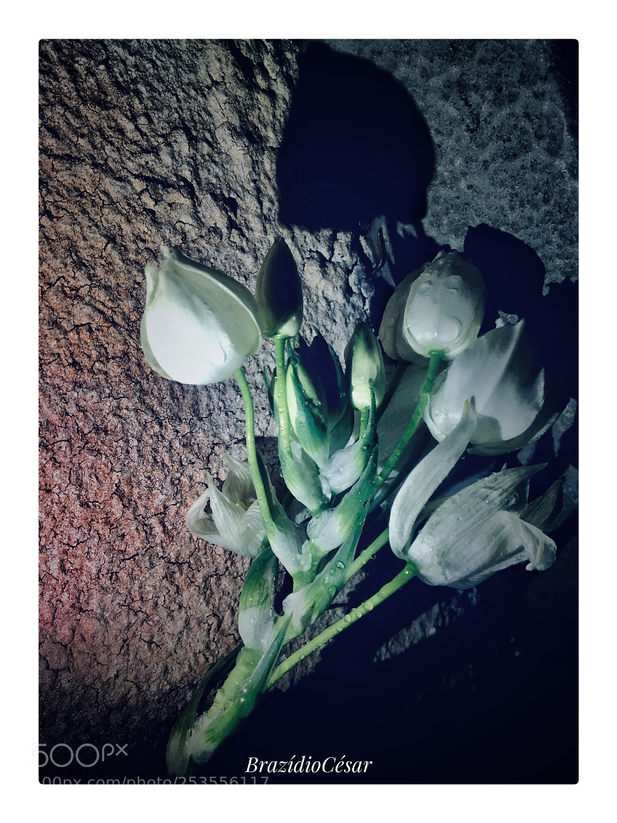 Apple iPhone 6s sample photo. Untitled photography