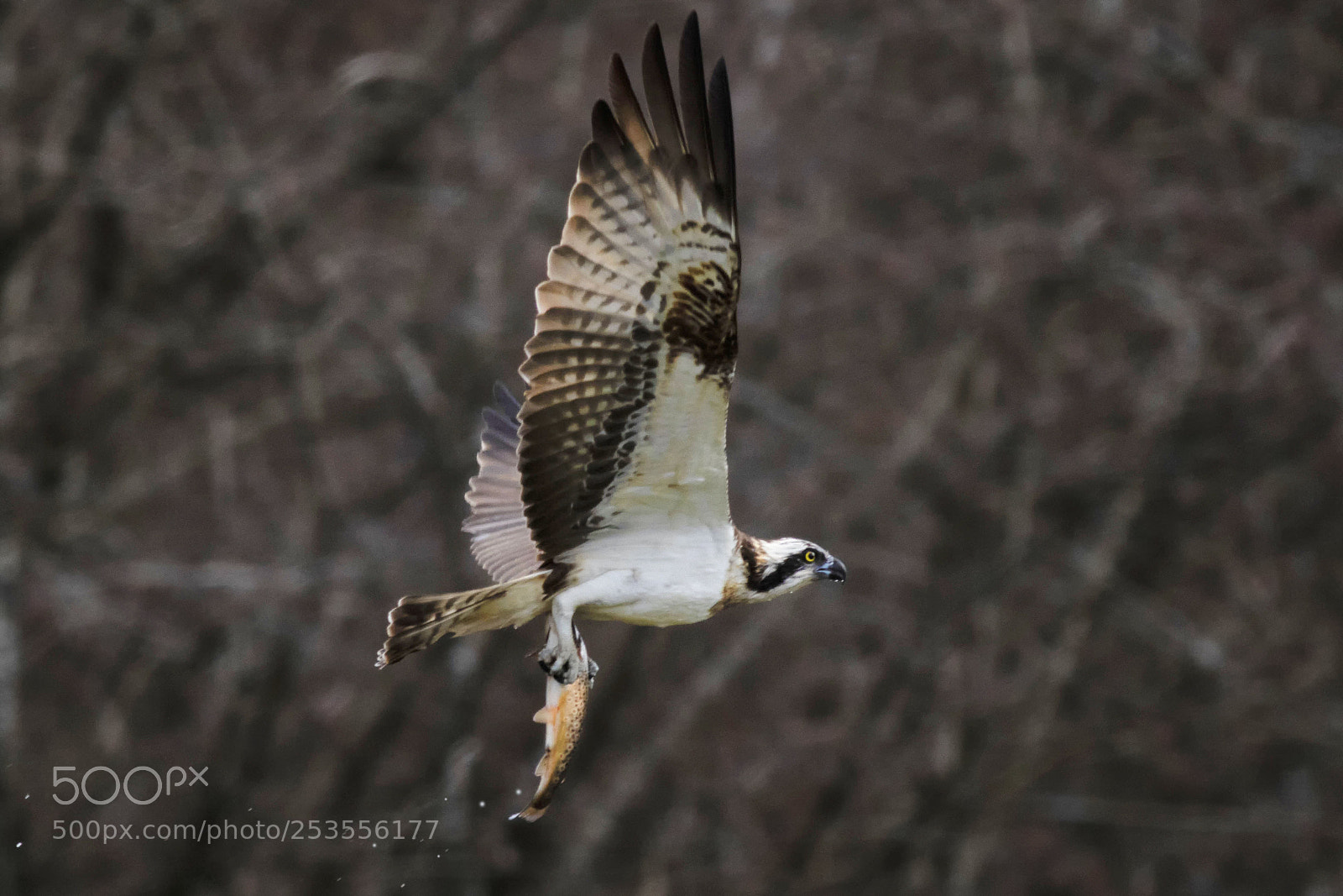 Canon EOS 7D Mark II sample photo. Osprey hunting photography