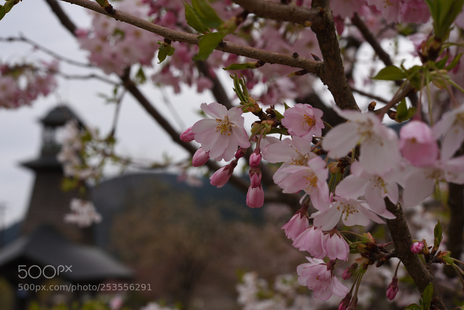 Nikon AF-S Micro-Nikkor 60mm F2.8G ED sample photo. 白山鶴来獅子吼高原のアンズ photography