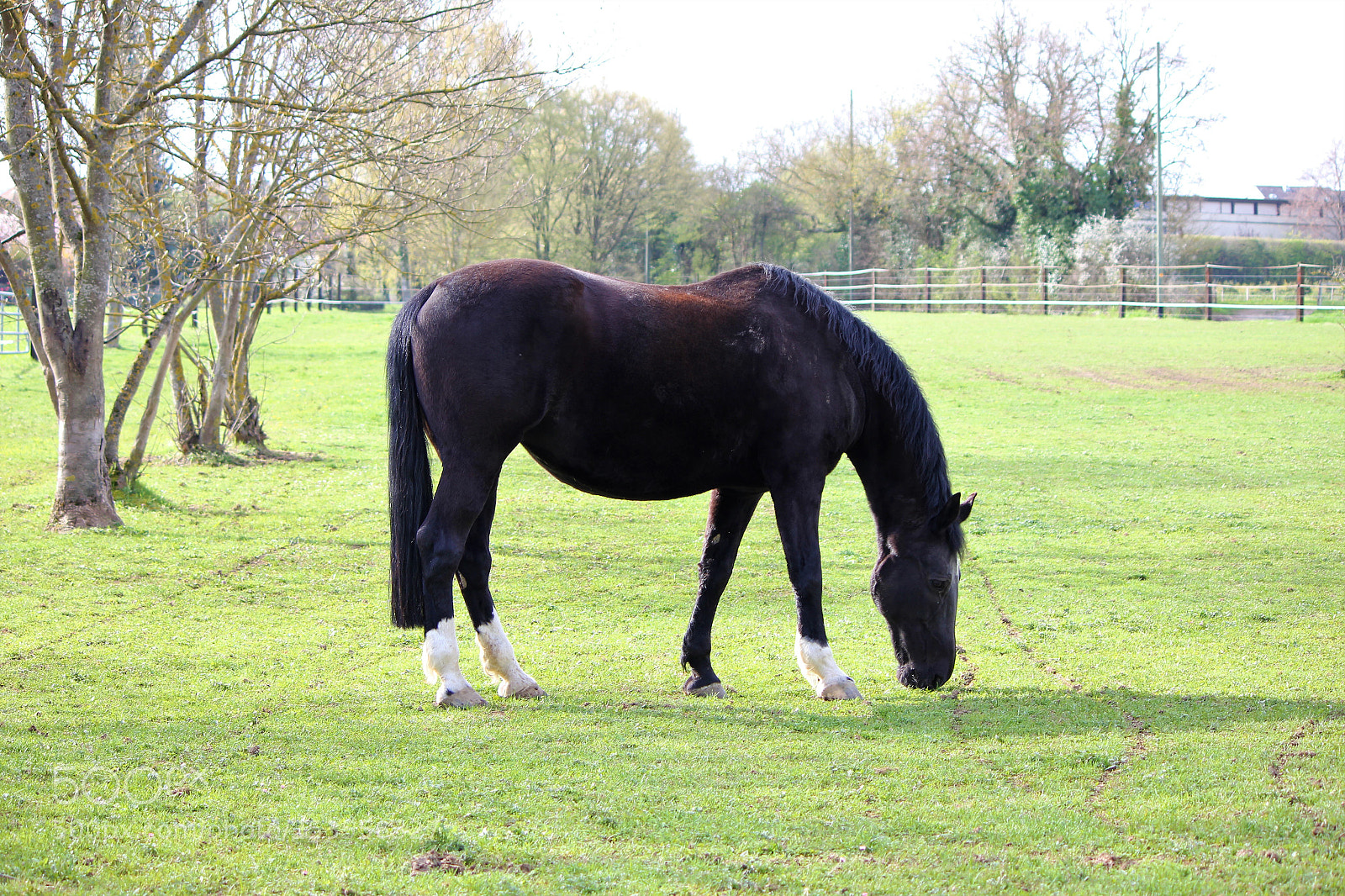 Canon EOS 60D sample photo. Majestic horse photography