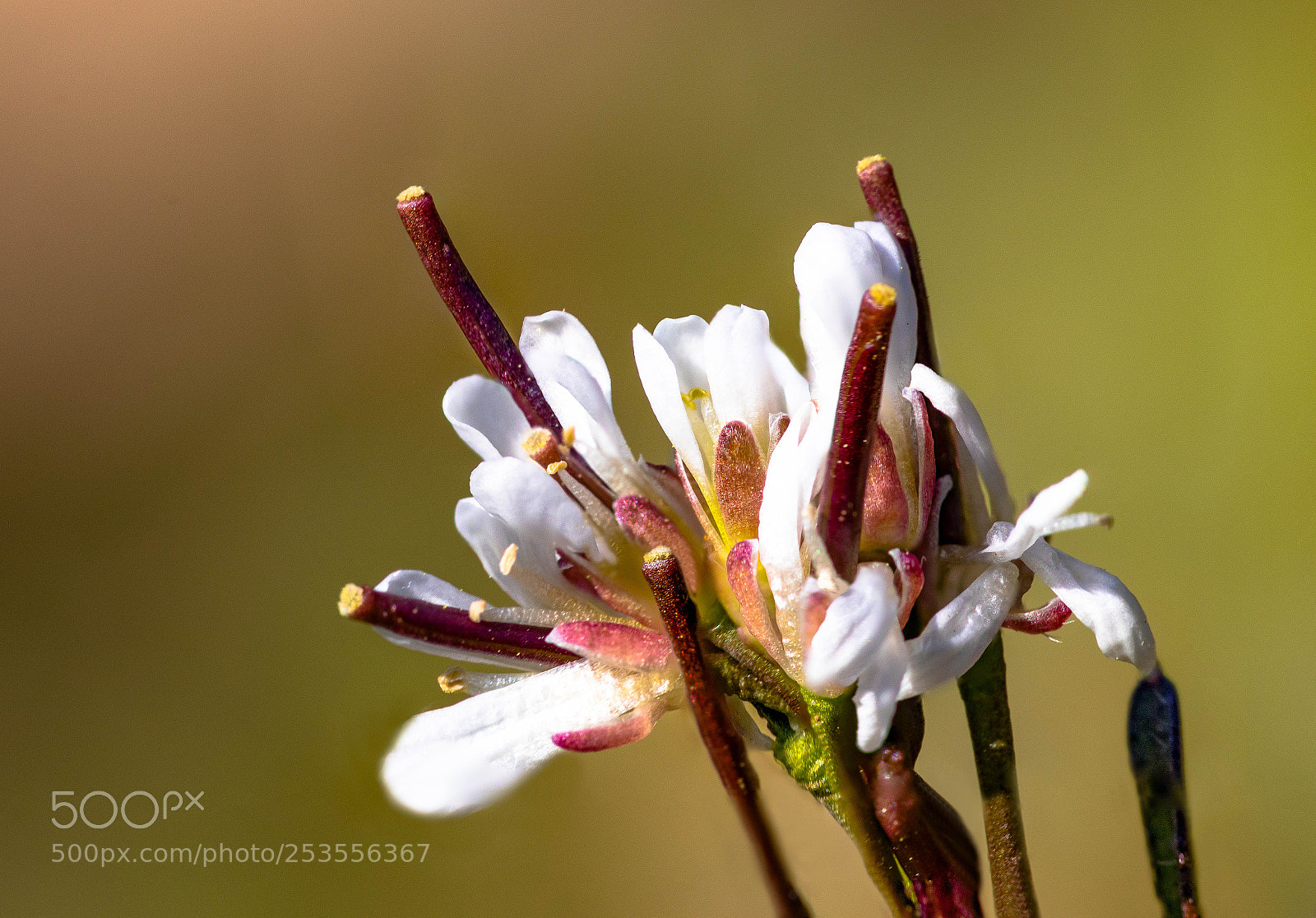 Canon EOS 200D (EOS Rebel SL2 / EOS Kiss X9) sample photo. White blossom photography