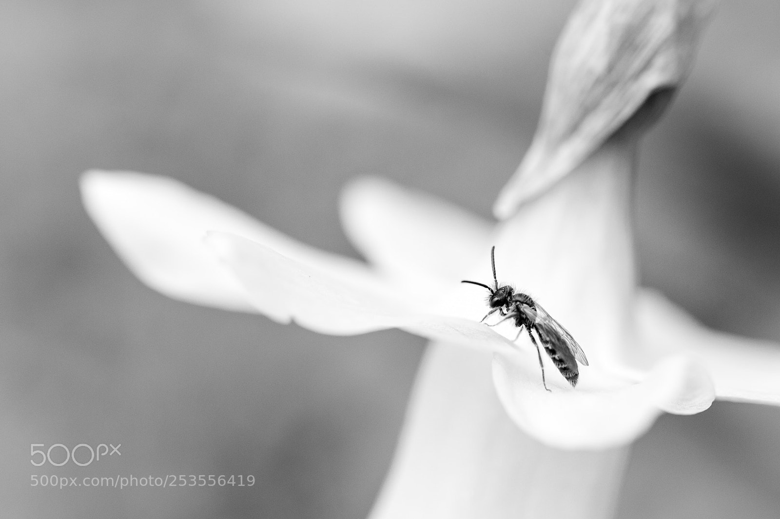 Canon EOS 70D sample photo. Tiny bee too photography