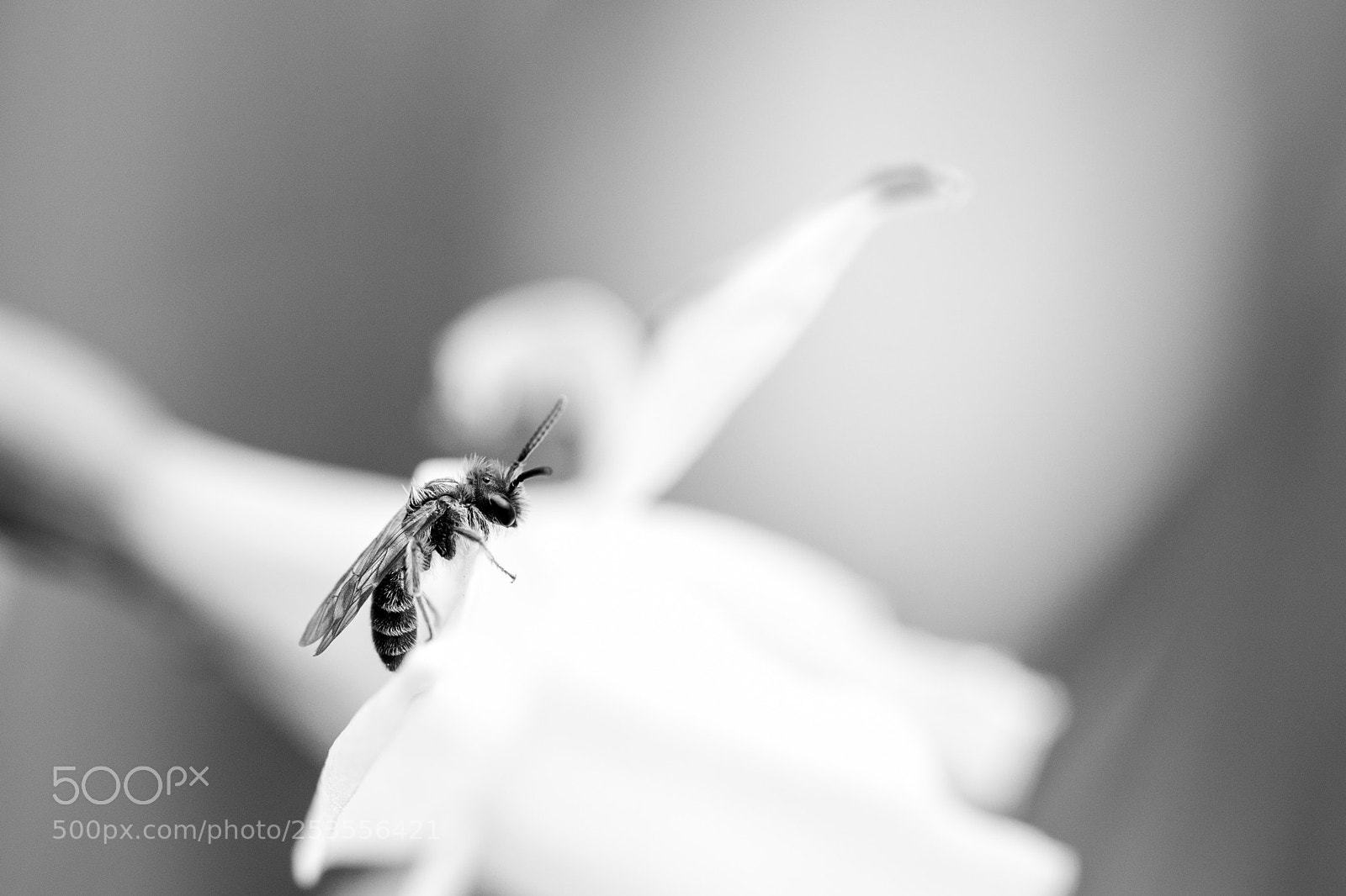 Canon EOS 70D sample photo. Tiny bee photography